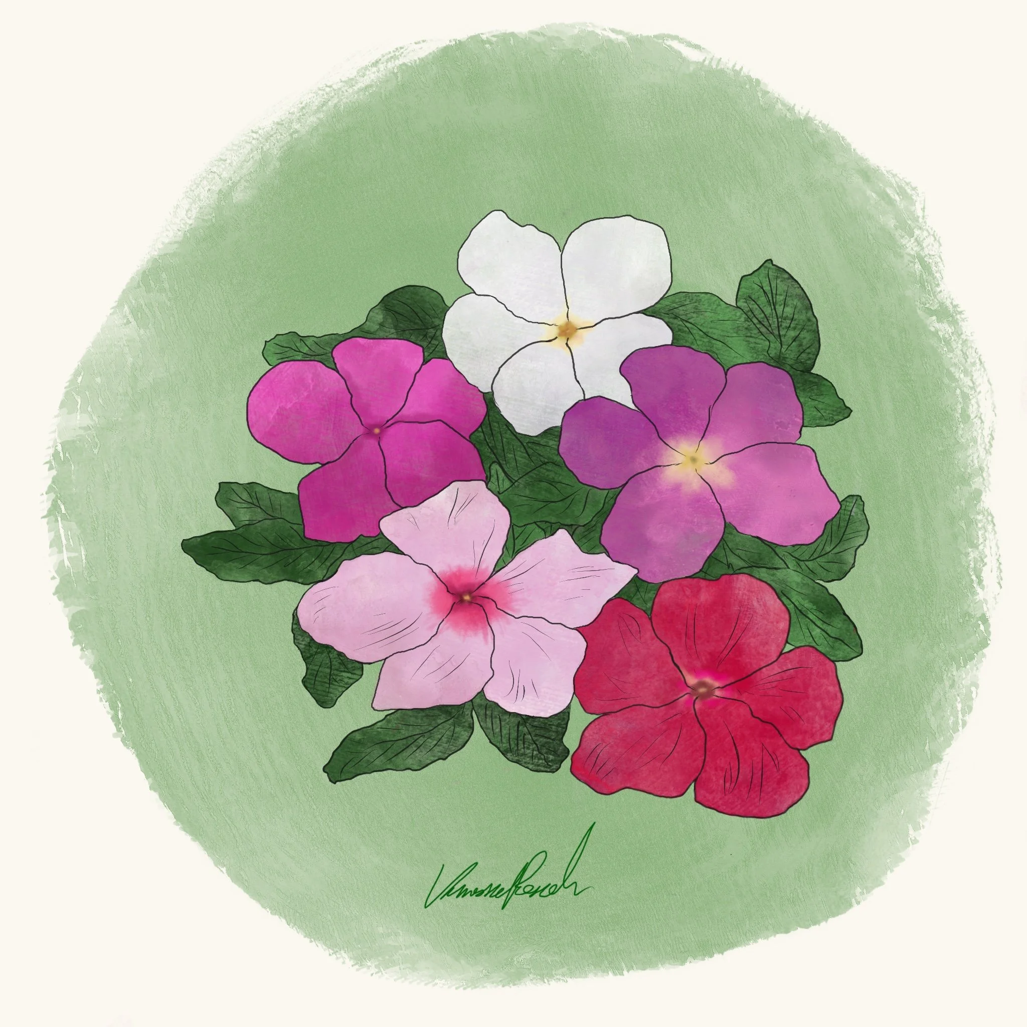 Vinca - Cora Cascade XDR Mix (3.5