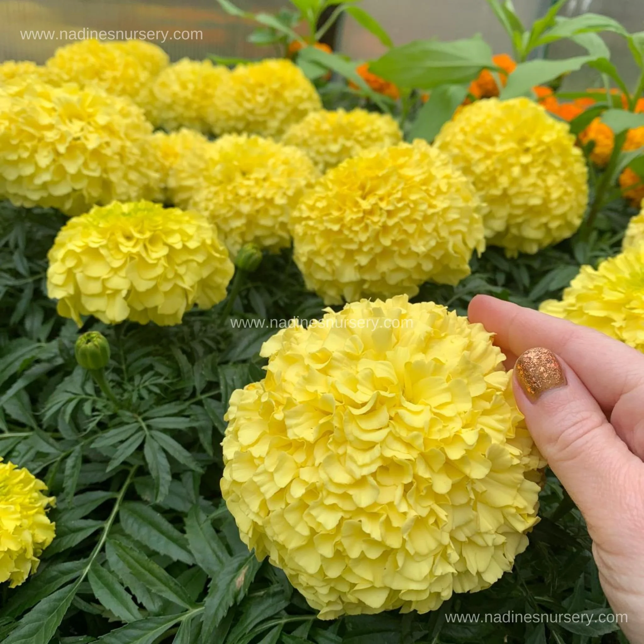 Marigold - Inca II Primrose (5