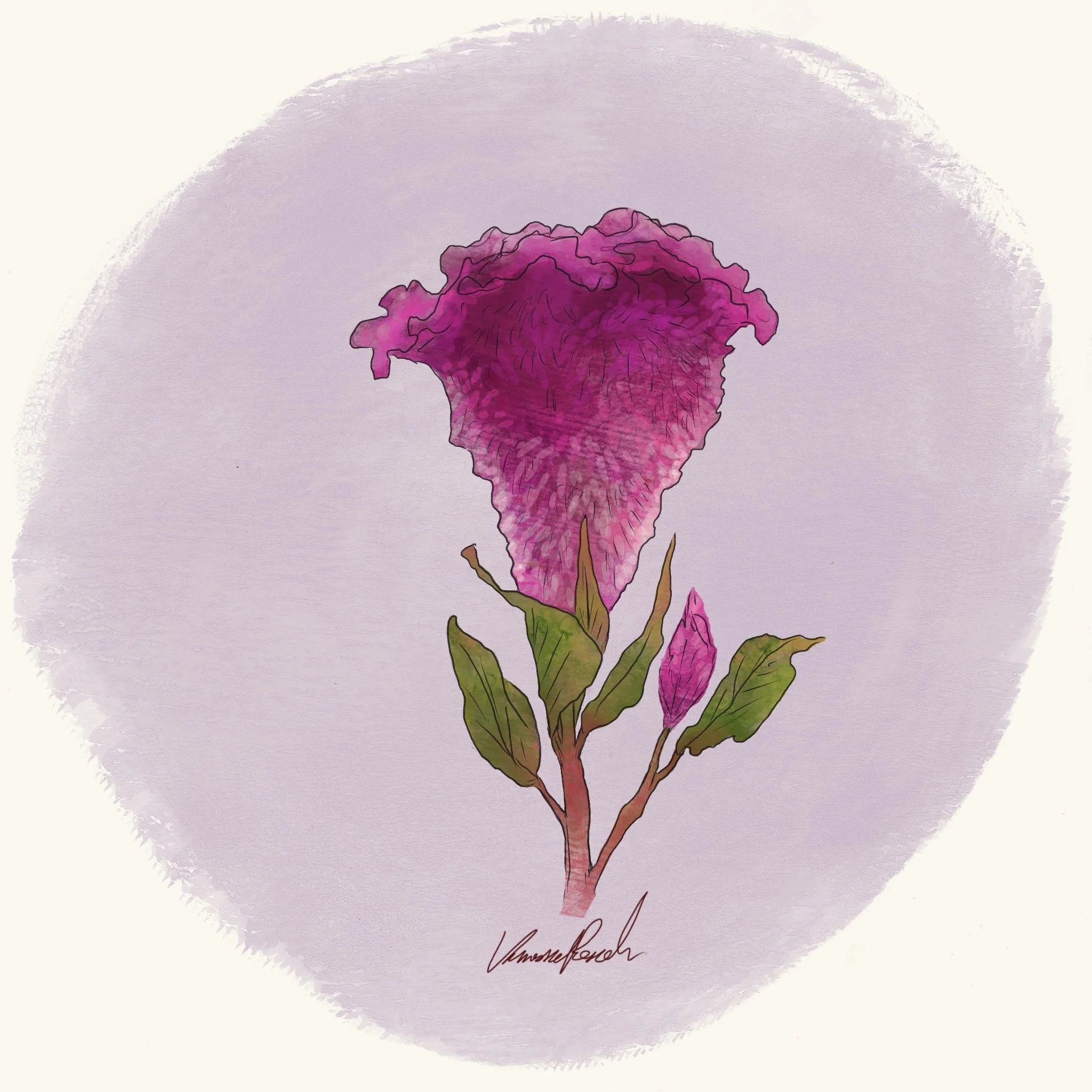 Cockscomb - Cramer's Rose (2.6