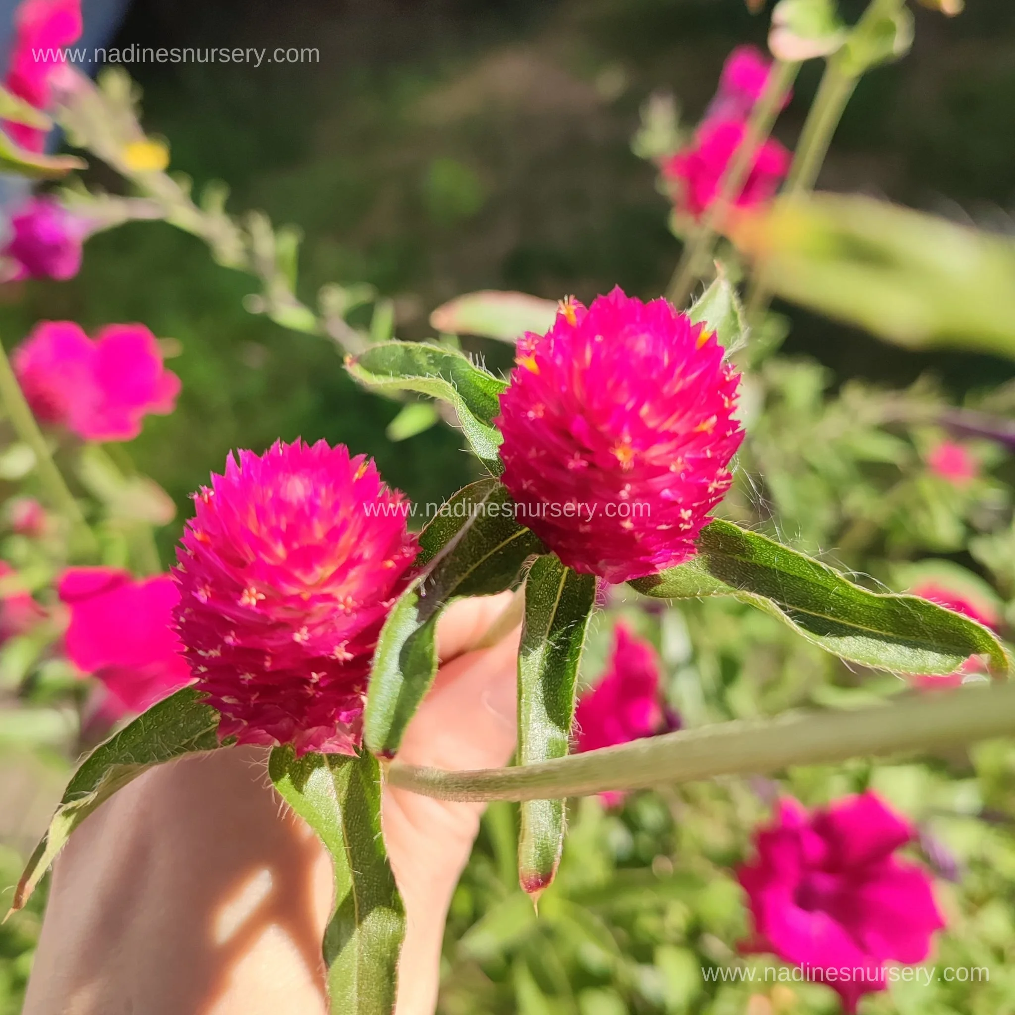 Gomphrena - QIS Carmine (3.5