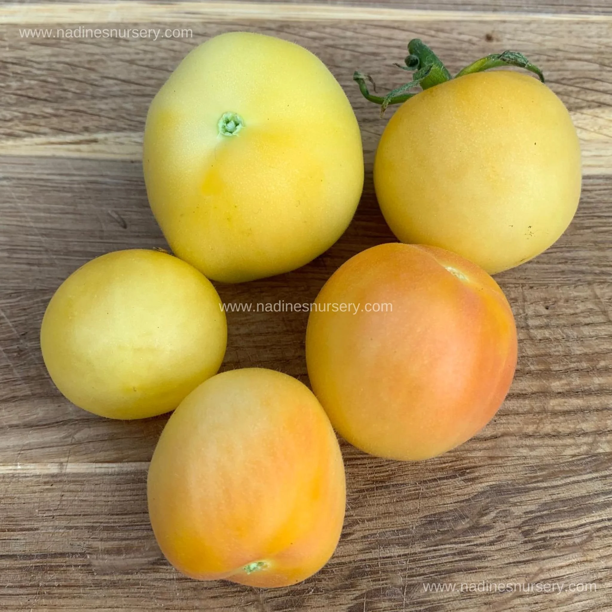 Tomato - Garden Peach (3.5" pot)