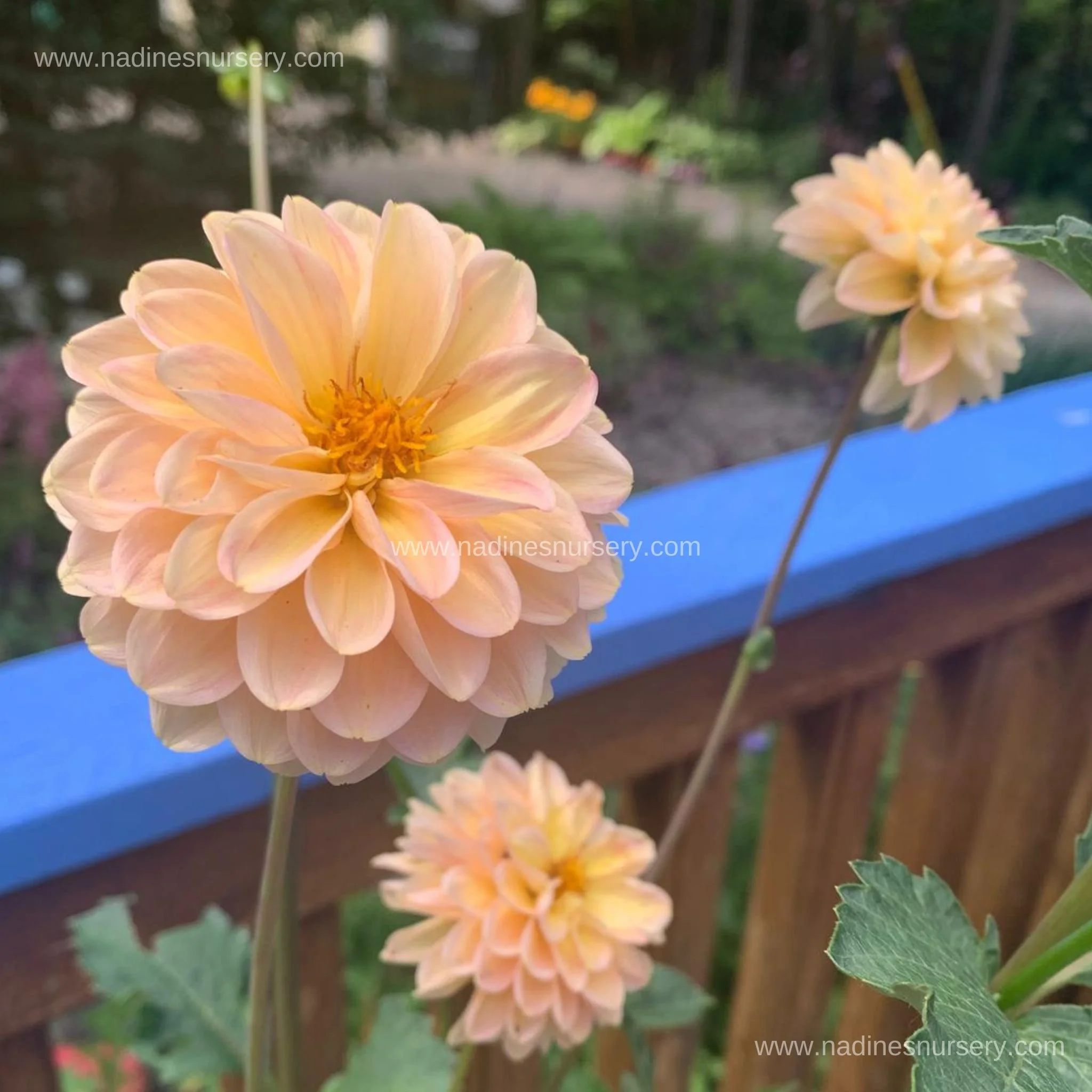 Dahlia - Bracken Lorelei (1 Gallon)