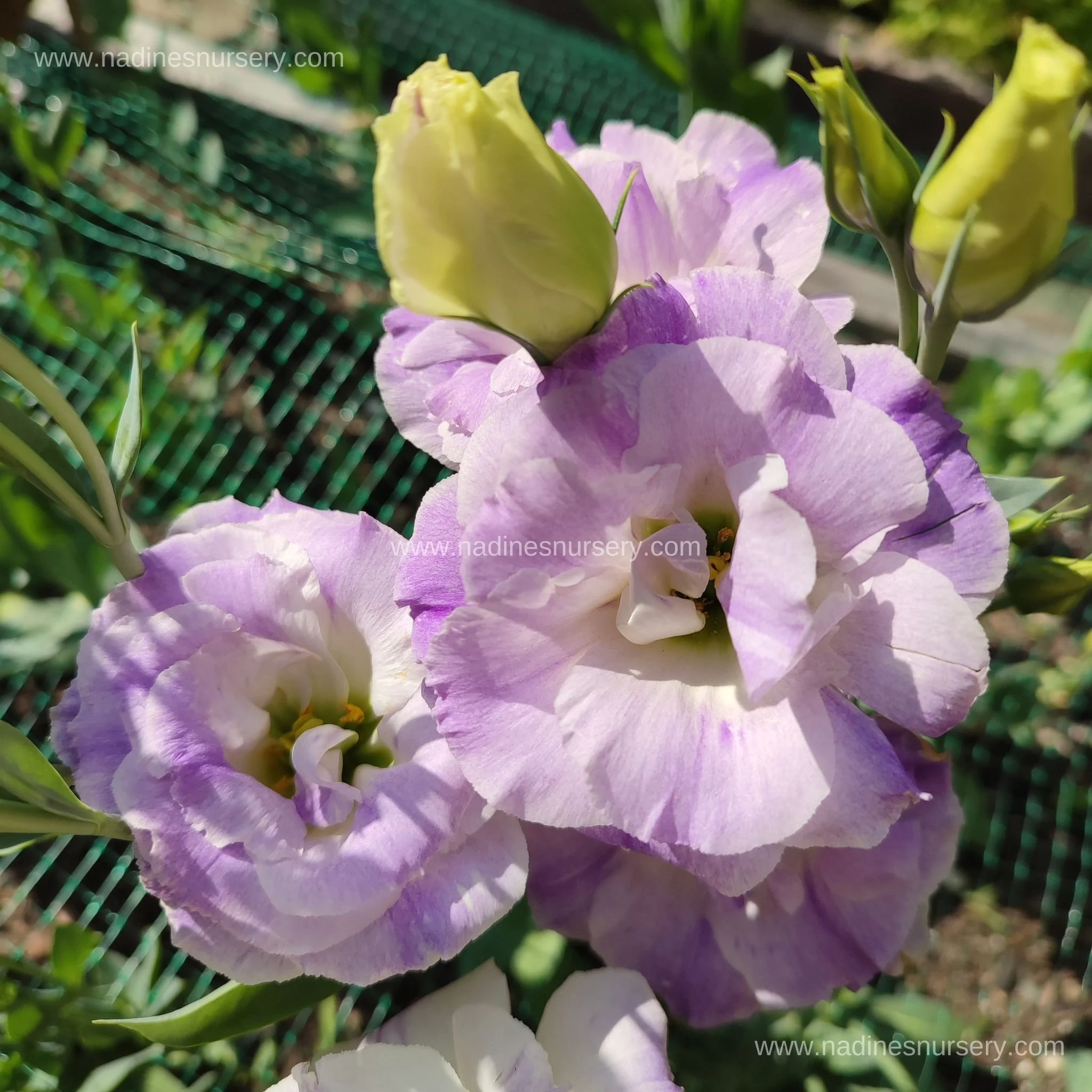 Lisianthus - Bolero Blue Blush (2.6