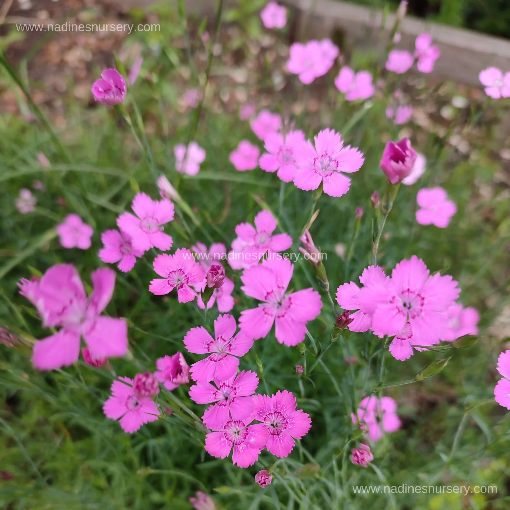 Dianthus - Brilliant (3.5