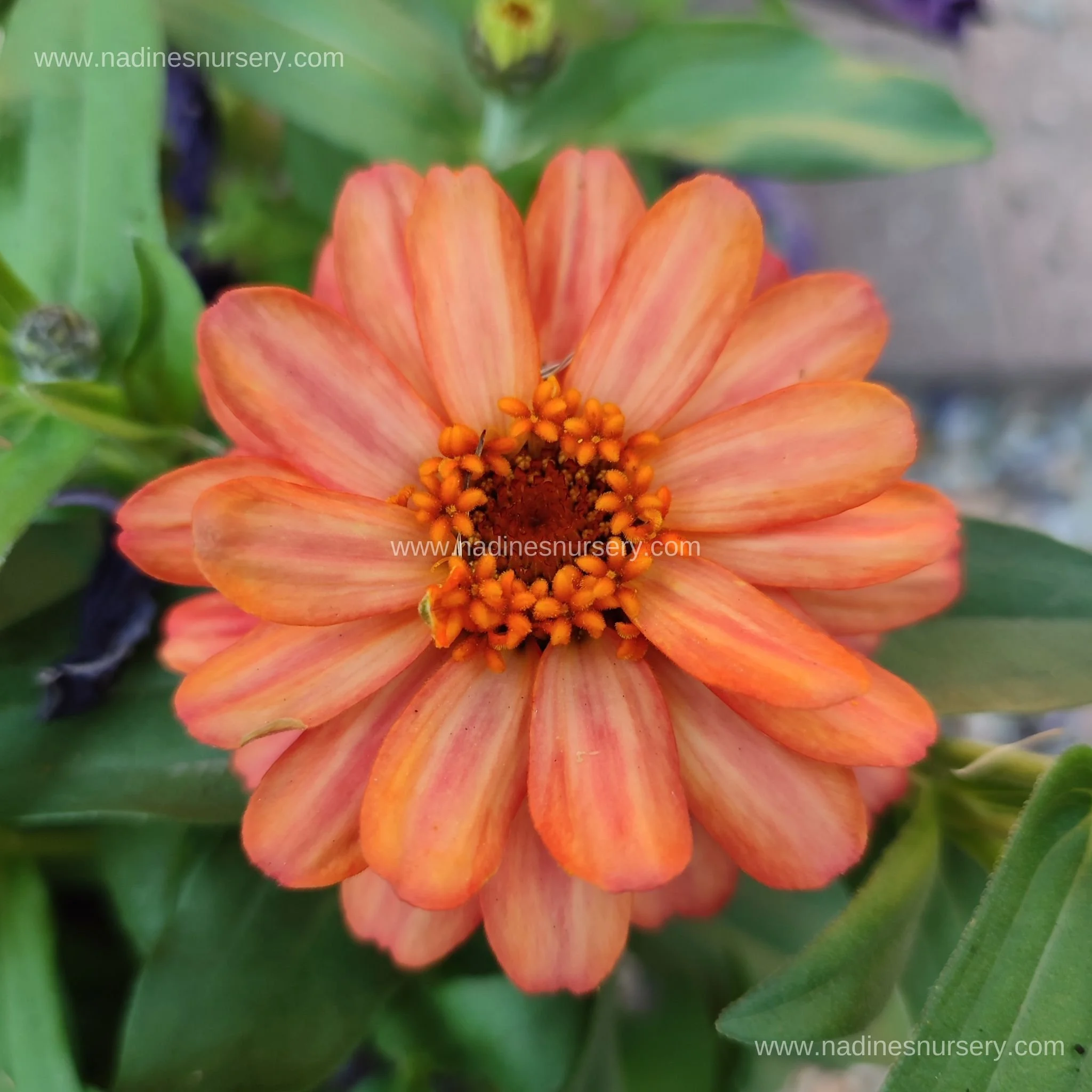 Zinnia - Profusion Double Deep Salmon (3.5