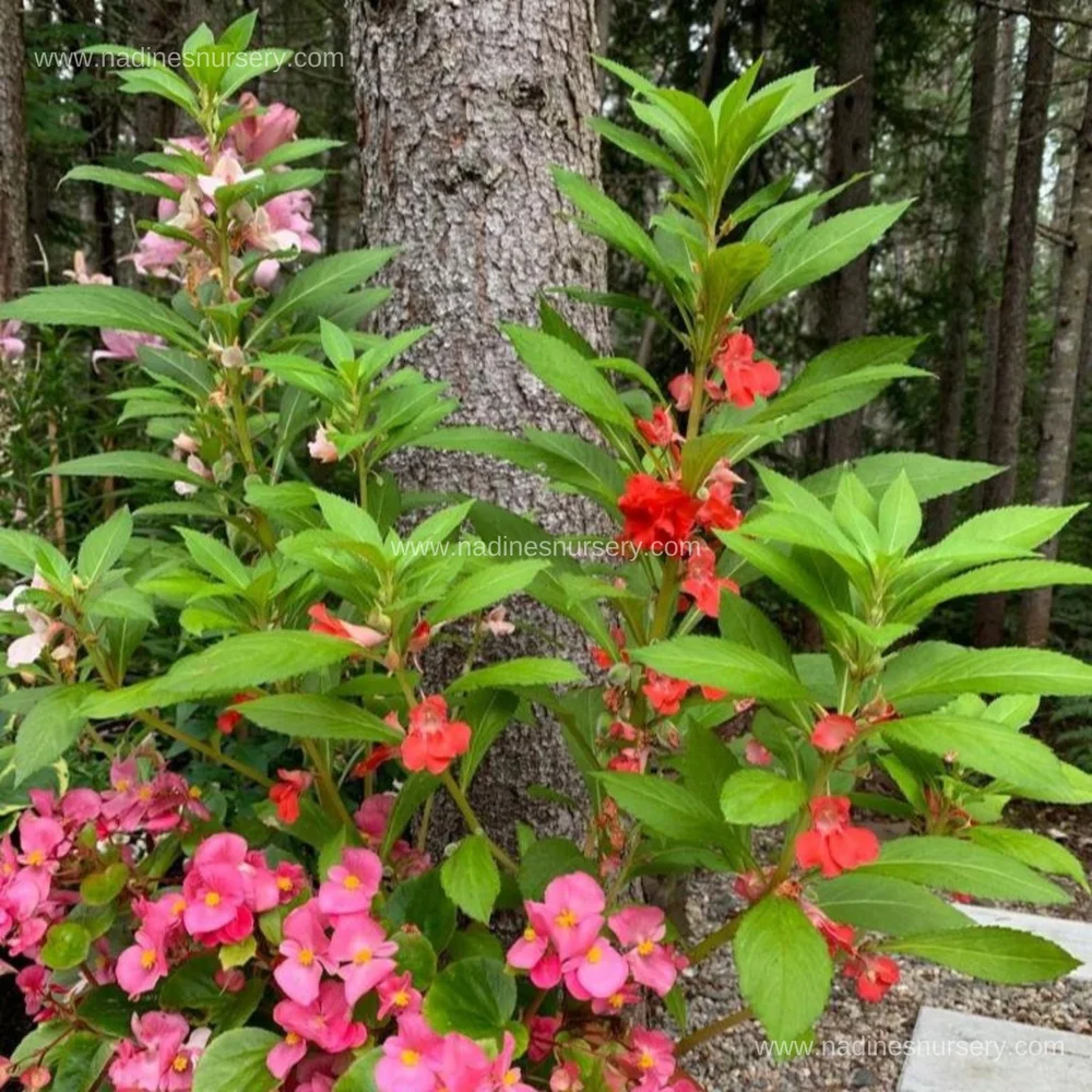 Balsam - Double Flowered Mix (3.5" pot)  Nadine's Nursery