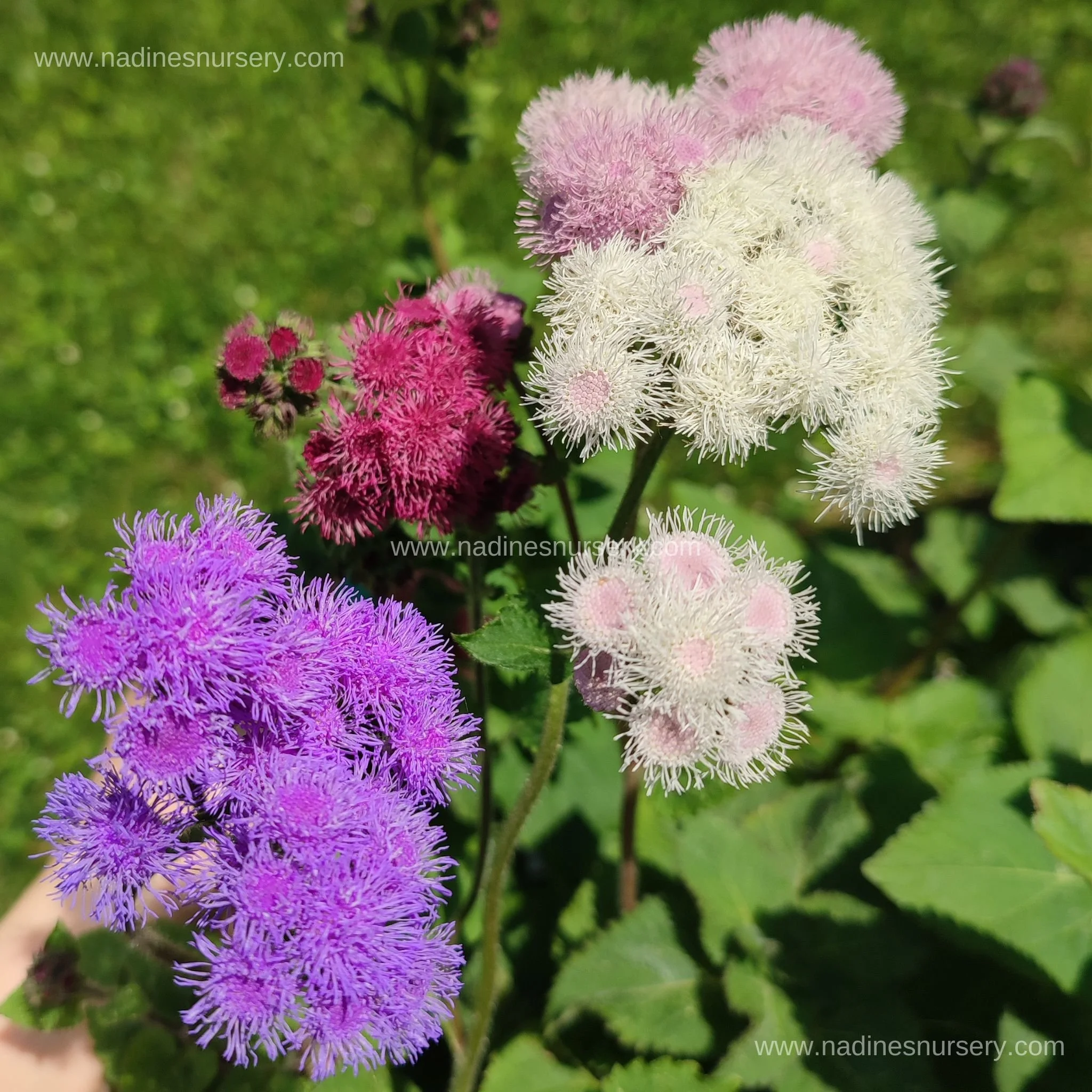 Ageratum - Timeless Mix (3.5