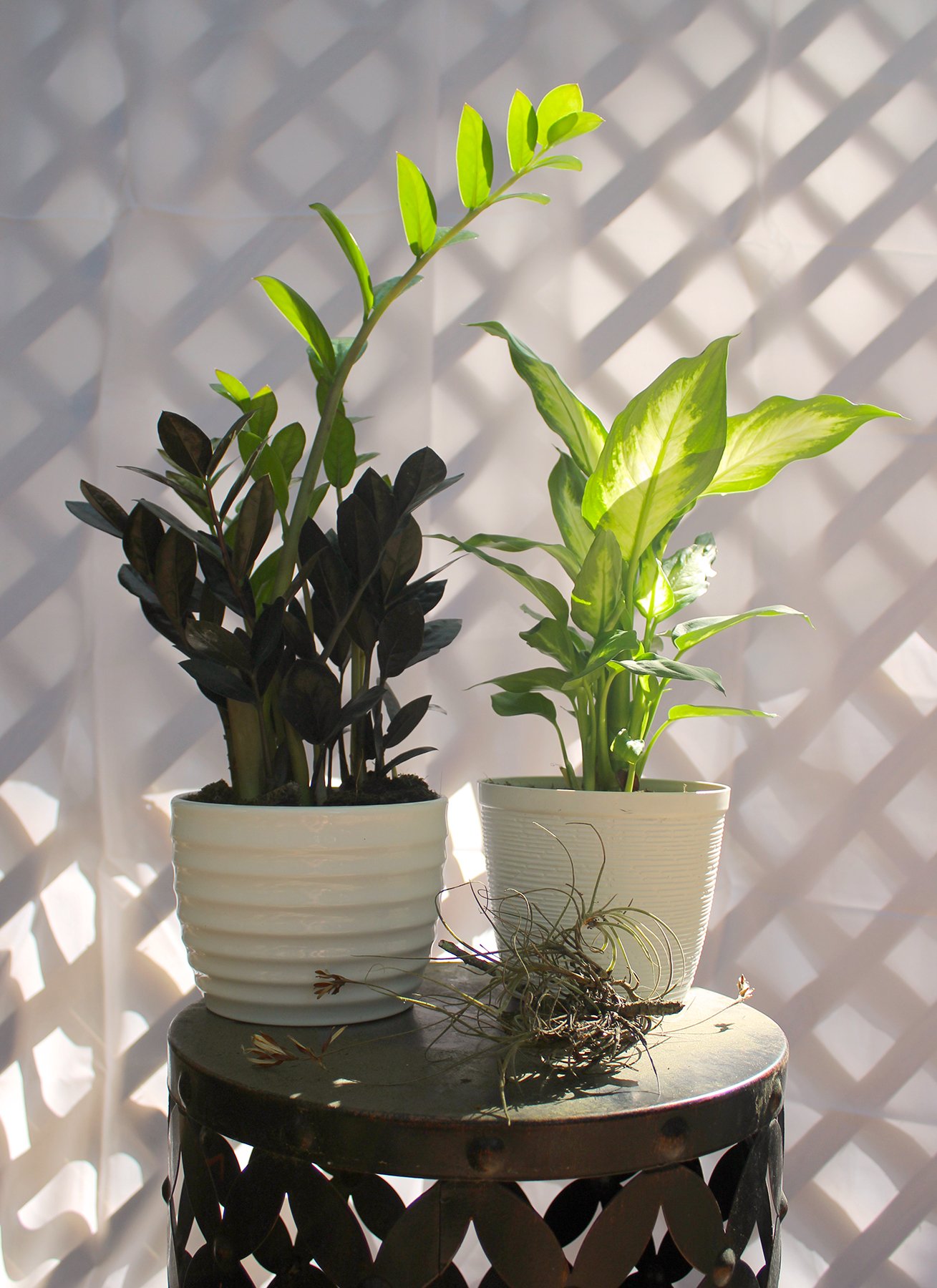 Collection-2_01.jpg