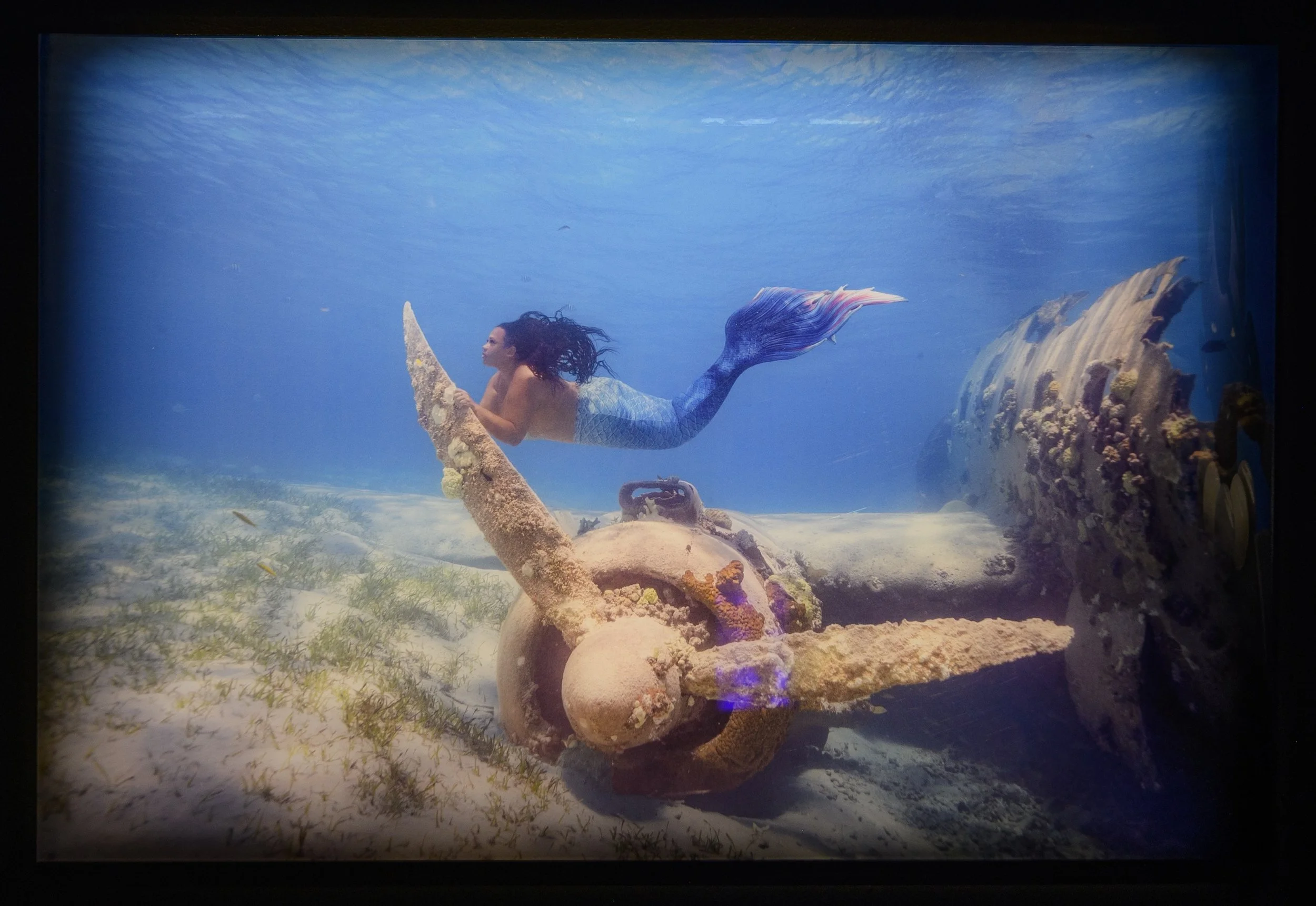 Kimber Greenwood, "Fins & Wings" 2023, Photography on acrylic, 24x36. Photo by Raymundo Muñoz.