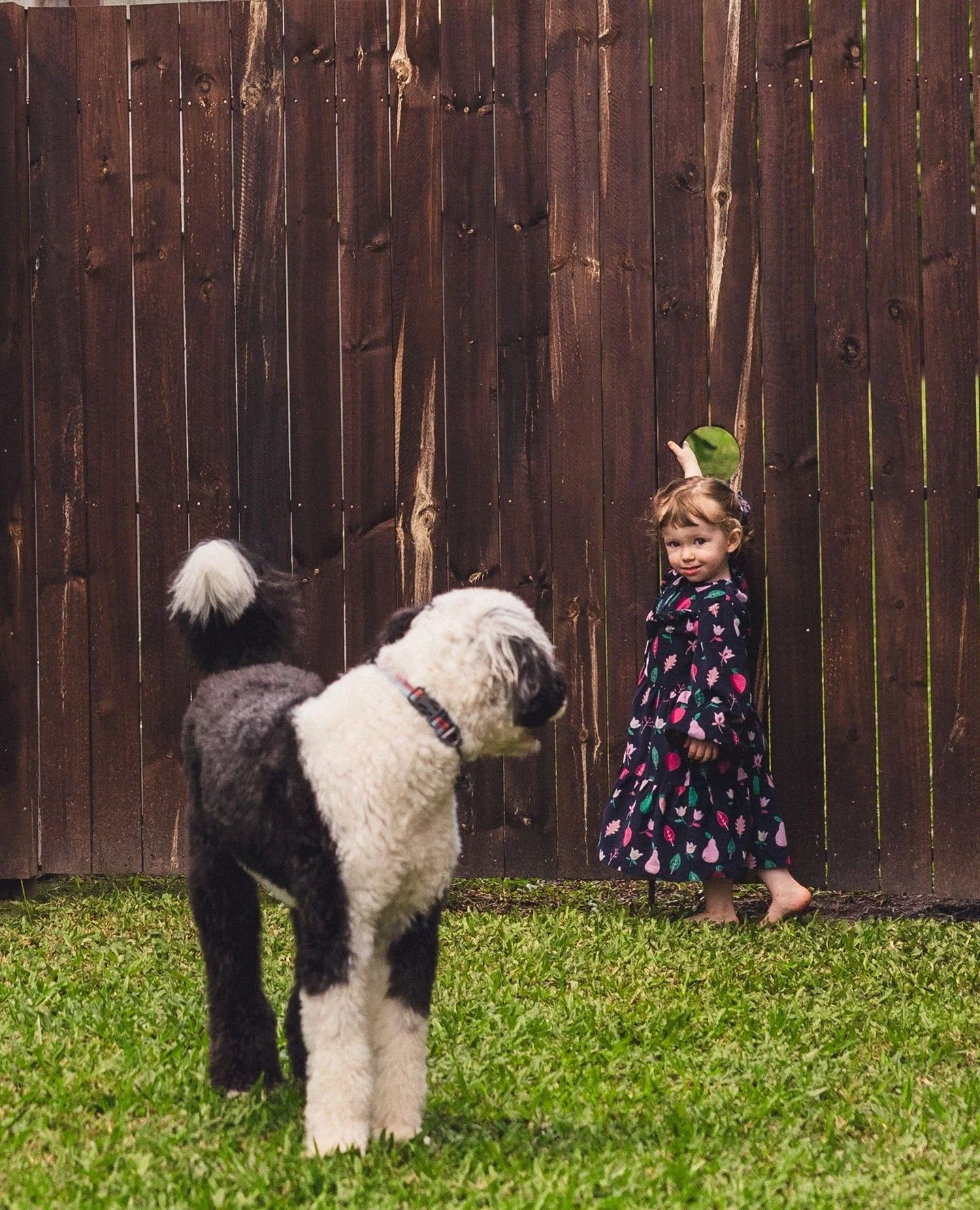 Mischief Makers 🤣🐾⁠
⁠
⁠
⁠
⁠
#brisbanephotographer #brisbanefamilyphotographer  #jessmarksphotography