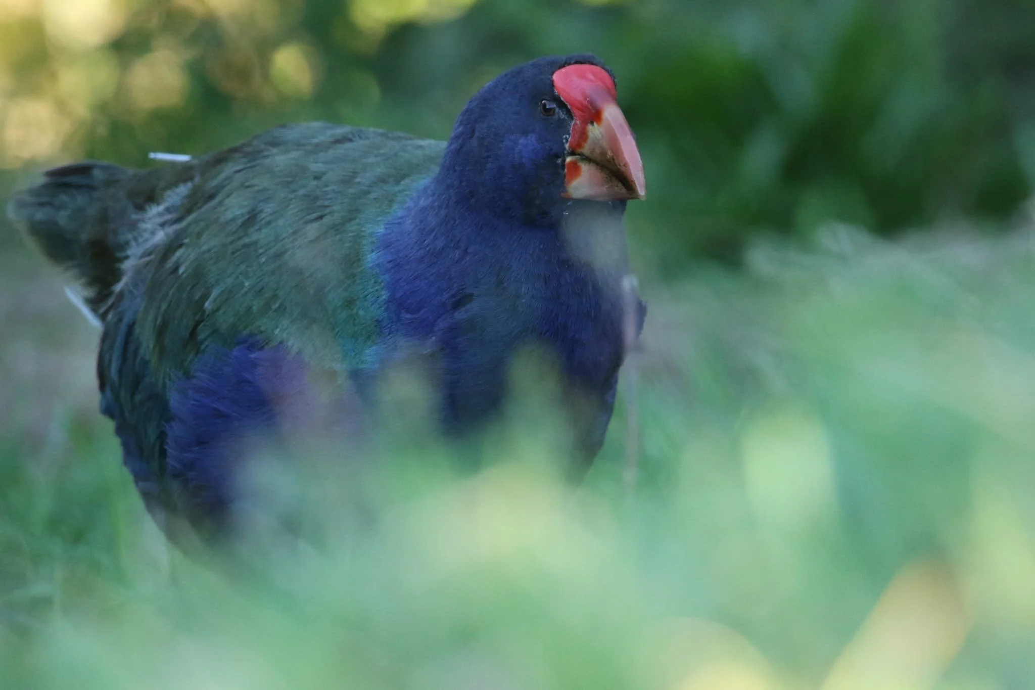Takahe release 