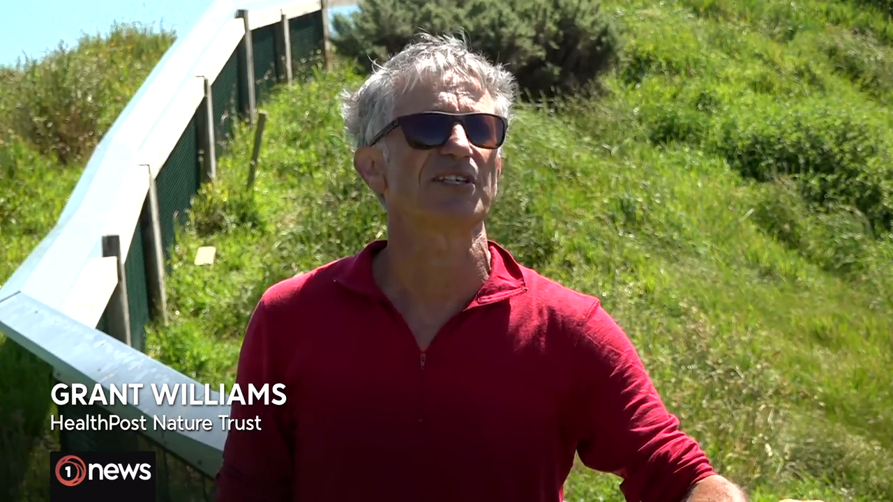 Plans underway for 4km predator proof fence at base of Farewell Spit