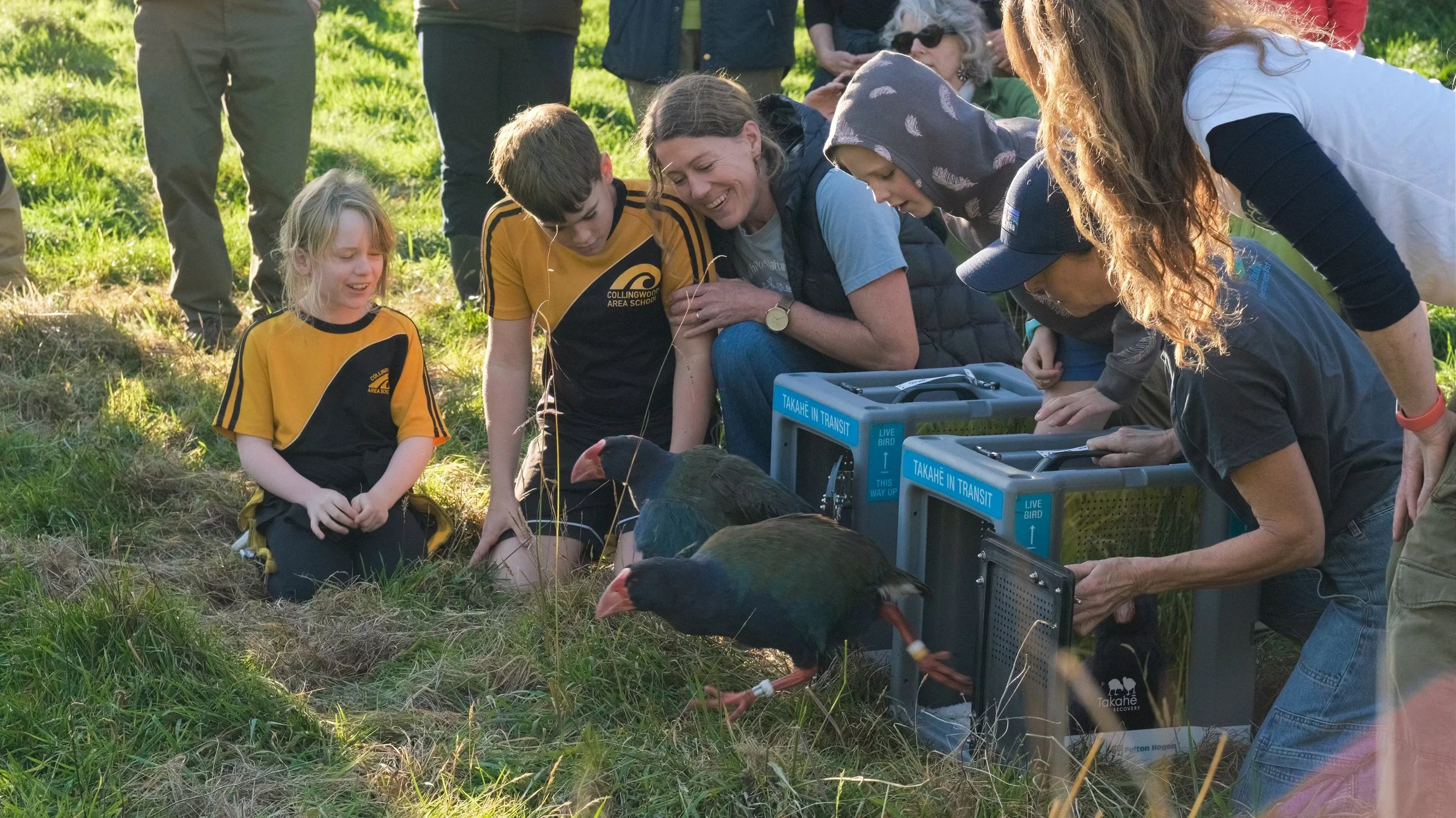 Takahe release