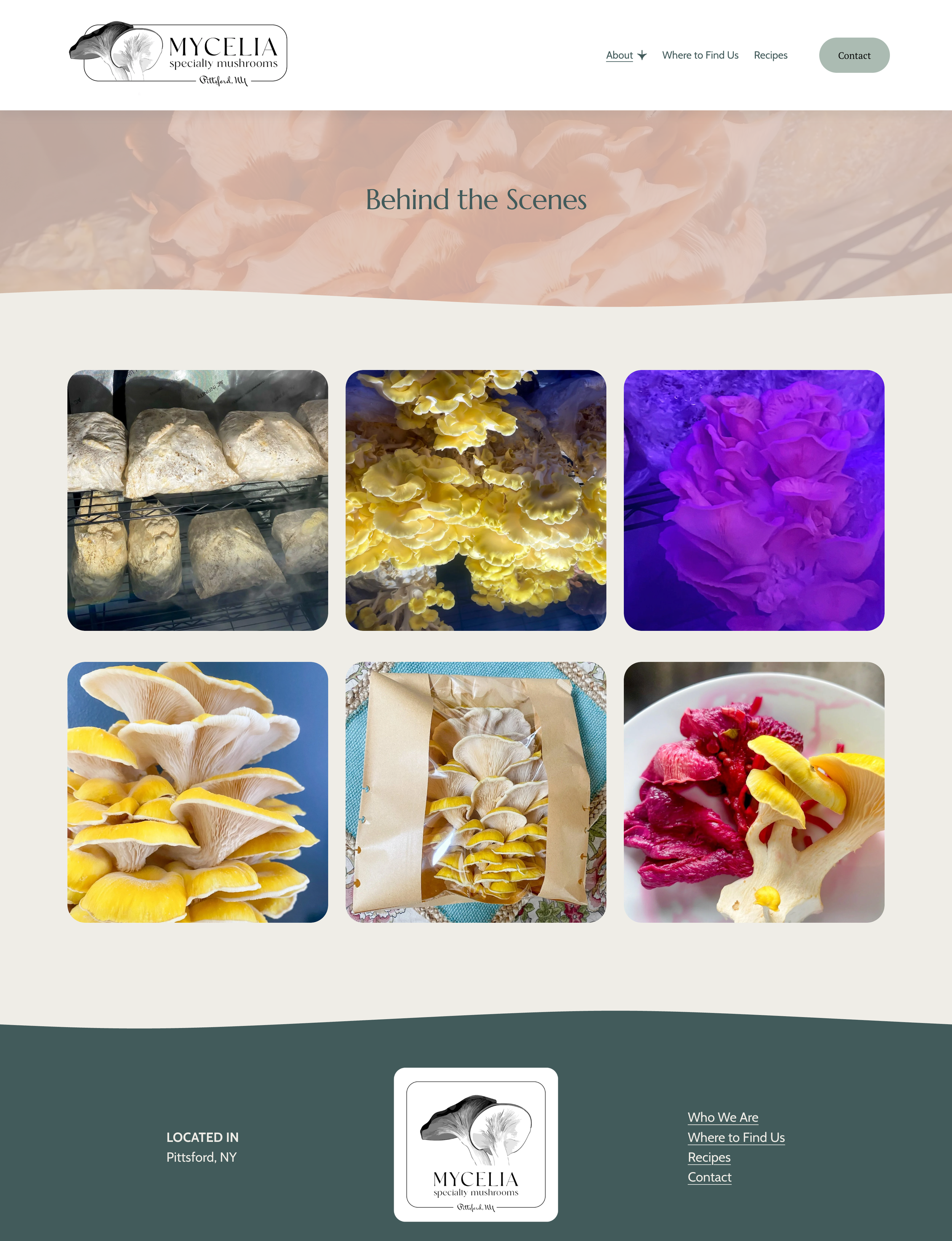 screencapture-mycelia-specialtymushrooms-behind-the-scenes-2025-08-05-16_52_59.png