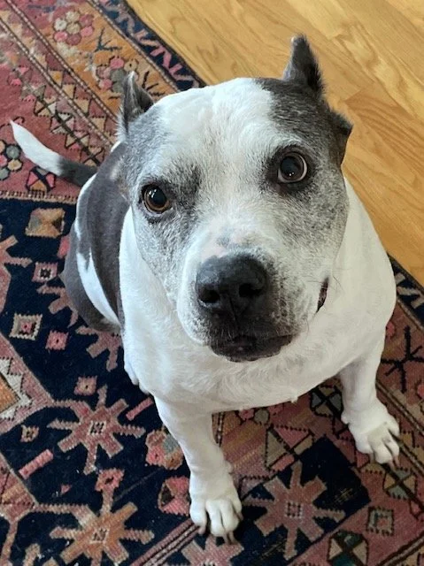 Cami
