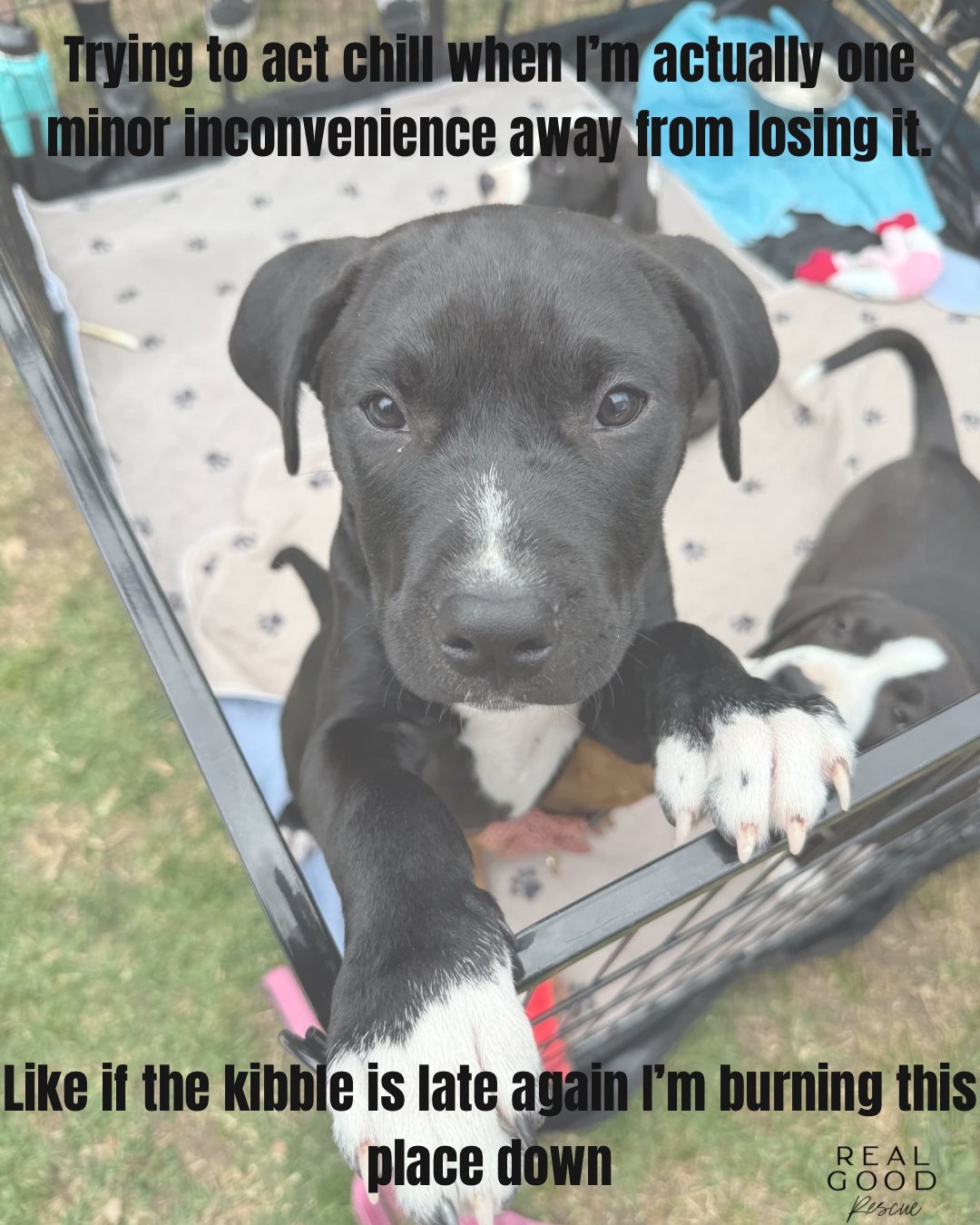 Gemma&rsquo;s only flaw? She&rsquo;s not already on your couch. 🖤

Tiny, sassy, and meme-worthy in every way &mdash; this baby gem is ready to light up your life (and your camera roll).

Swipe through for her best content yet 💅✨

📍 Adopt at www.re