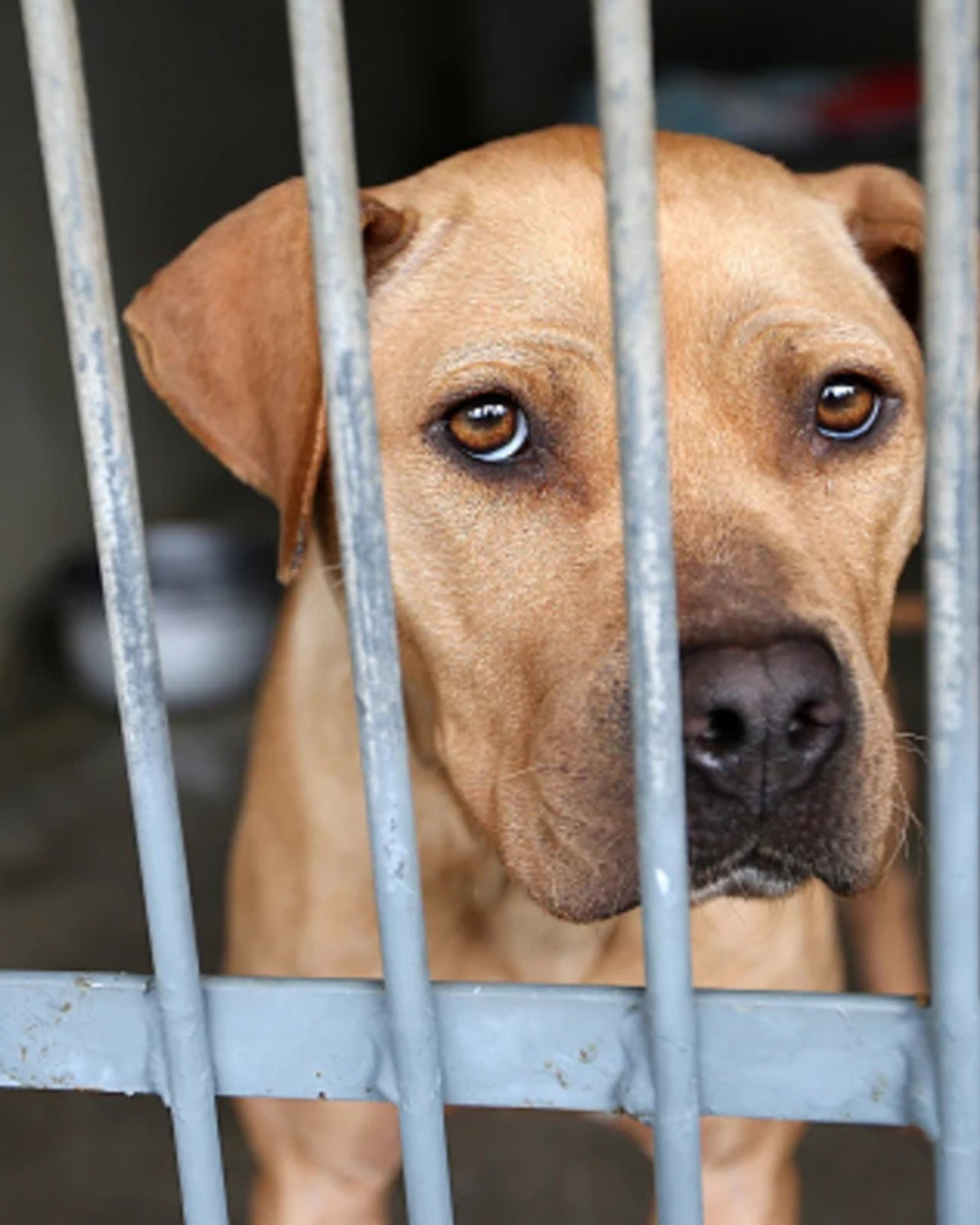 The Los Angeles Shelter Crisis: Dogs Are Dying - We Need Action Now