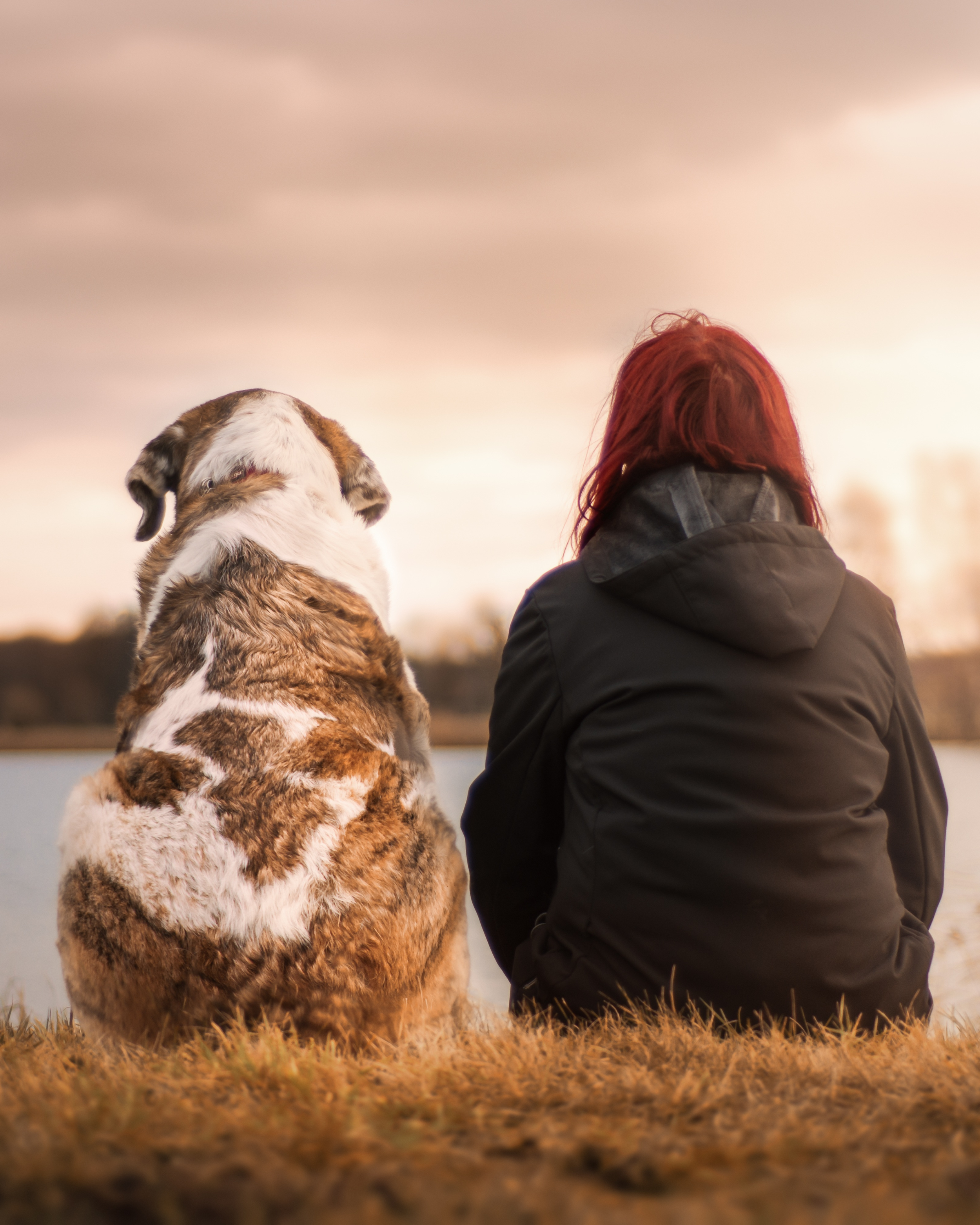 Coping with the Loss of a Dog: A Guide to Healing After Pet Loss