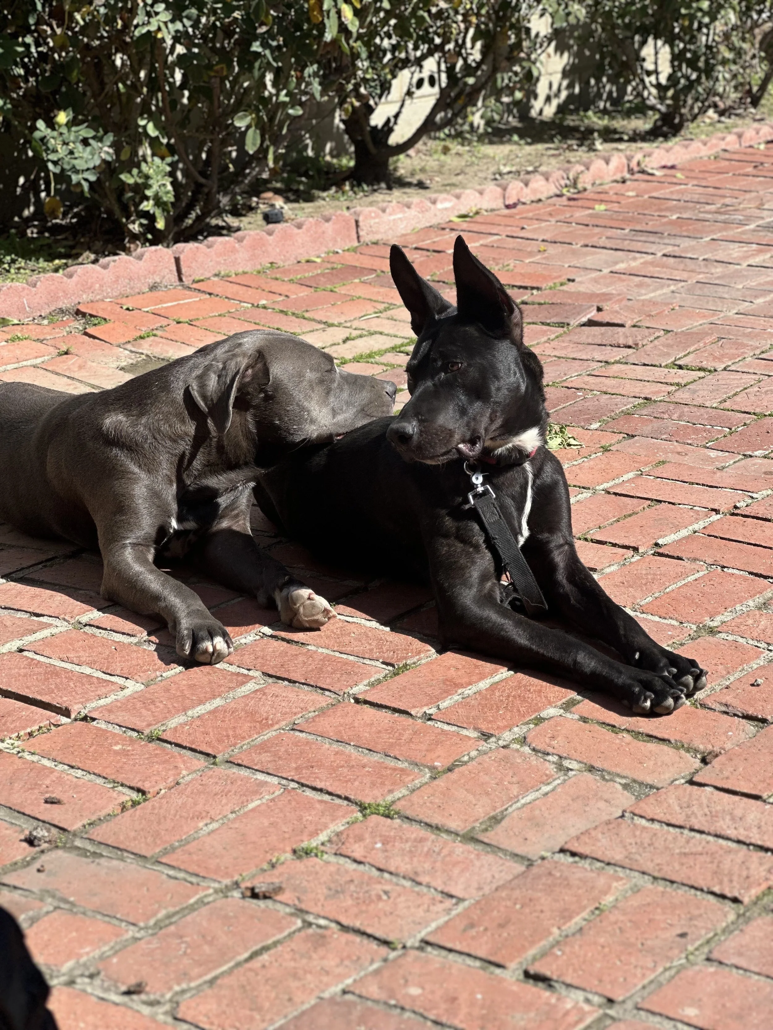 Real Good Rescue’s Mid-Year Impact Report: January-June 2025
