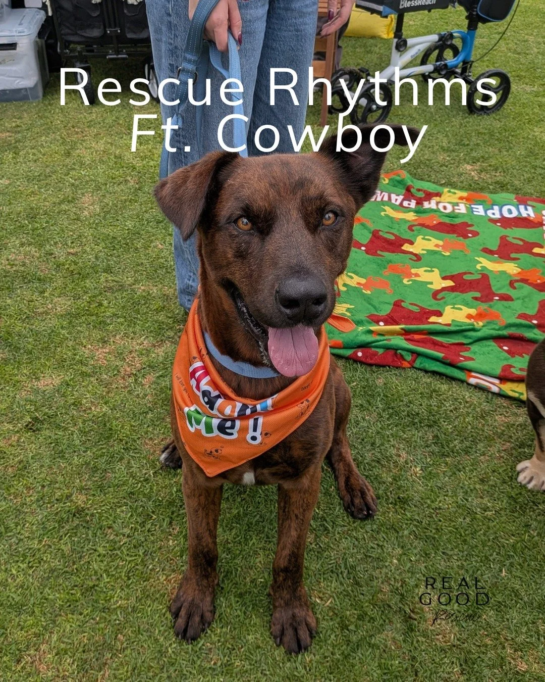 Say howdy to Cowboy 🤠💛

This week, Cowboy had a big day at Rescue Rhythms @farmerandtheflea, showing off his goofy, gentle, and oh-so-lovable self.
He&rsquo;s our 67-lb goofy, gentle, and oh-so-lovable adventure buddy!

Cowboy was rescued from a hi
