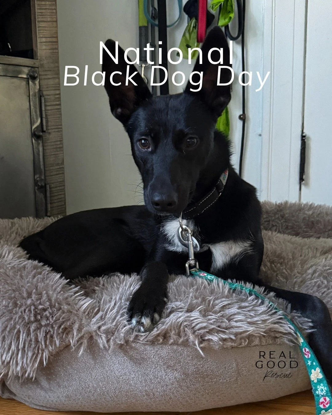✨ It&rsquo;s National Black Dog Day ✨

Did you know black dogs are often overlooked in shelters?
Whether it&rsquo;s because they&rsquo;re harder to photograph or simply fade into the background, black dogs like Wyatt &amp; Wallaby tend to wait longer