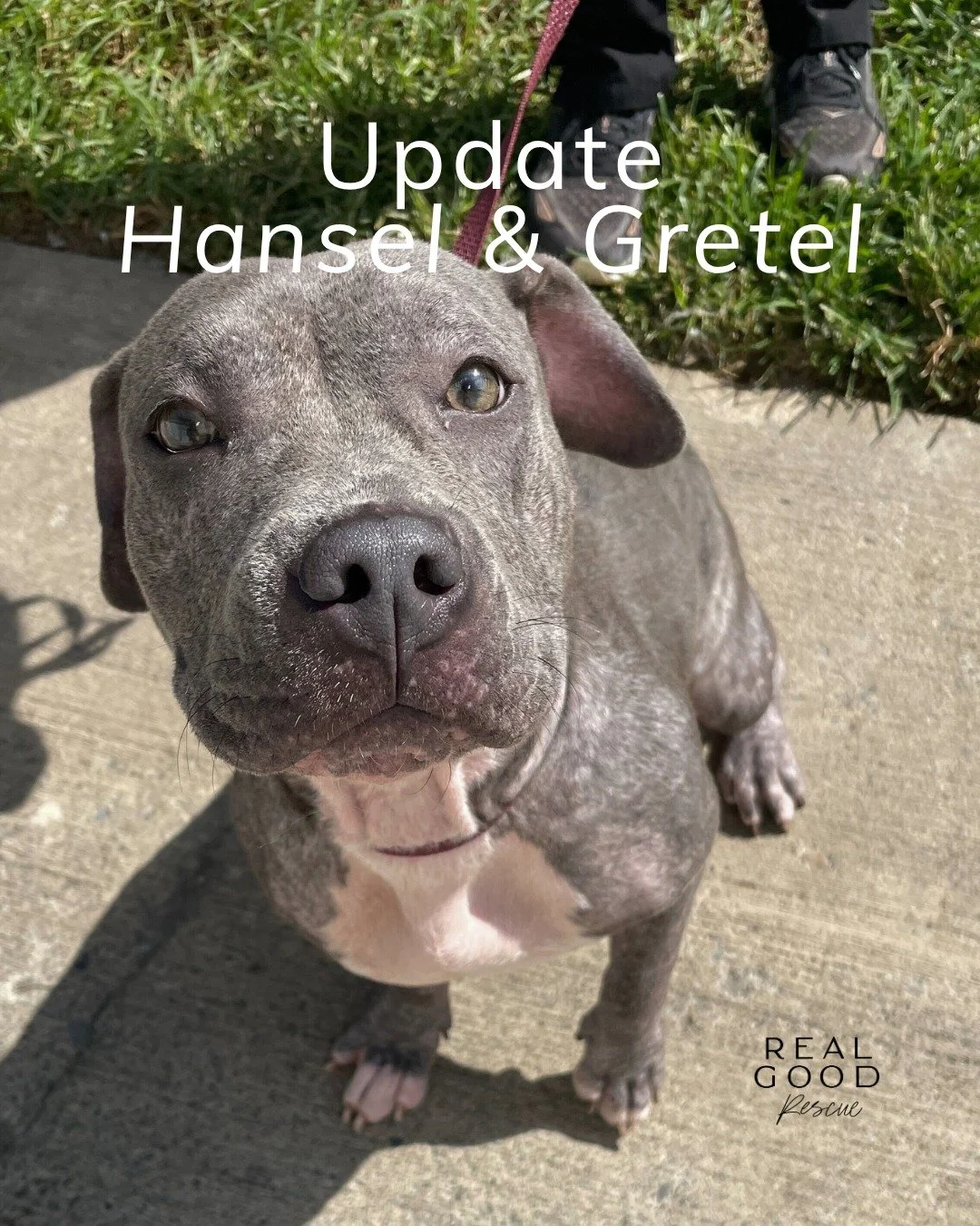 Two tiny travelers: Hansel &amp; Gretel 🐾

These two cuties aren&rsquo;t ready for adoption just yet. They&rsquo;re still on medical hold while they finish healing and growing stronger. 💛

But exciting news&hellip; they&rsquo;ll soon be heading all