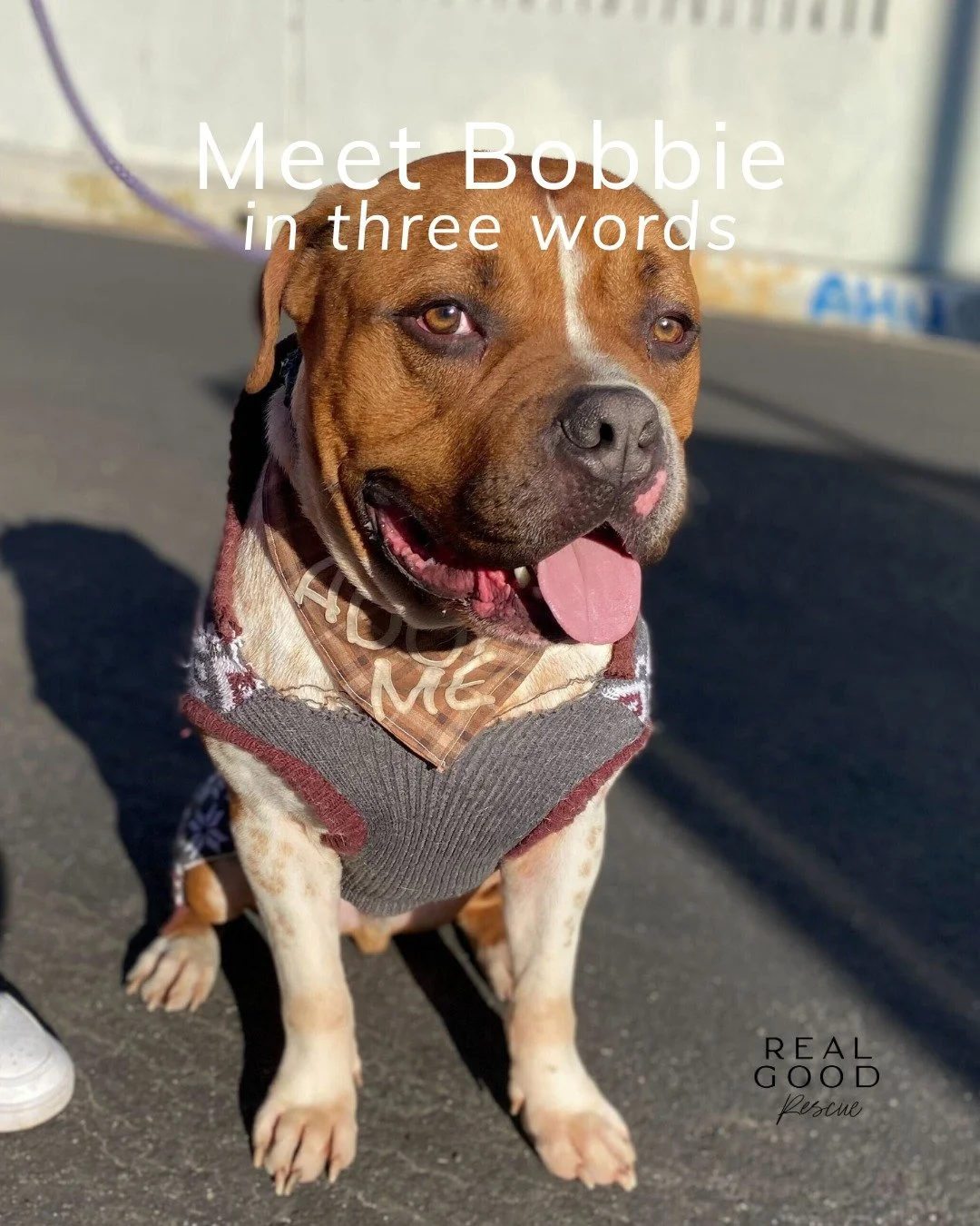Bobbie: the certified lowrider lovebug 💙

Big head. Bigger heart. And maybe the biggest cuddle energy we&rsquo;ve ever seen. 🐾

Bobbie&rsquo;s 73 lbs of pure sweetness: house-trained, crate-trained, and fresh out of training where he learned all th