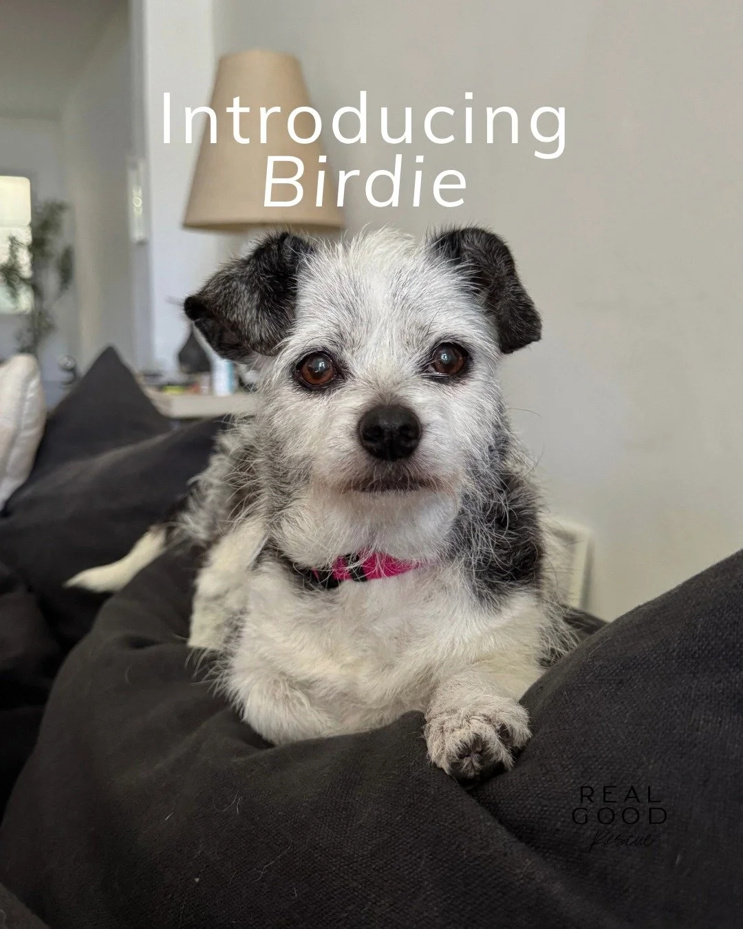 Meet Birdie: 12 lbs of pure sunshine 💛

At 11 years old, Birdie&rsquo;s proving that senior life is anything but boring. She&rsquo;s sweet, spunky, and full of gratitude for every walk, cuddle, and treat that comes her way. ☀️

Birdie was rescued fr