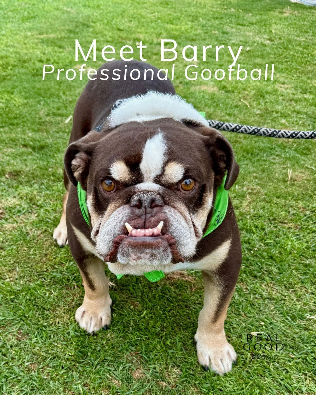 Say hello to Barry! 50 lbs of bulldog charm and chaos wrapped in one wrinkly package 🐾💛

He&rsquo;s funny, social, and has a smile that&rsquo;ll melt you instantly. Barry loves other dogs (especially fellow bulldogs), does great with cats, and live