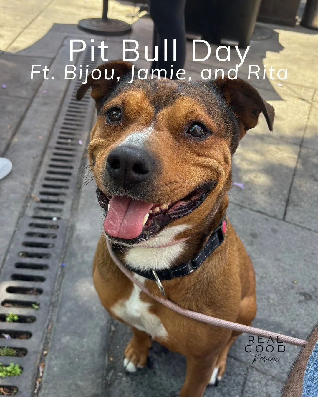 It&rsquo;s #NationalPitbullAwarenessDay, and we&rsquo;re here to set the record straight:
Pit bulls aren&rsquo;t scary, they&rsquo;re snuggly, hilarious, loyal, and (in Rita&rsquo;s case) occasionally dramatic. 💅

💗 Rita is our lovable chaos agent: