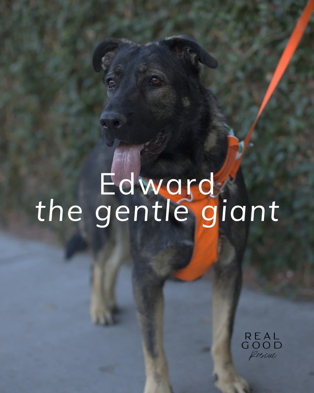 Meet Edward 🐾
106 lbs of Shepherd charm, zoomie power, and pure love.

After a tough start, this 2-year-old gentle giant is back to full health. Gaining confidence, belly rubs, and plenty of sunshine zooms along the way. ☀️

He&rsquo;s house-trained