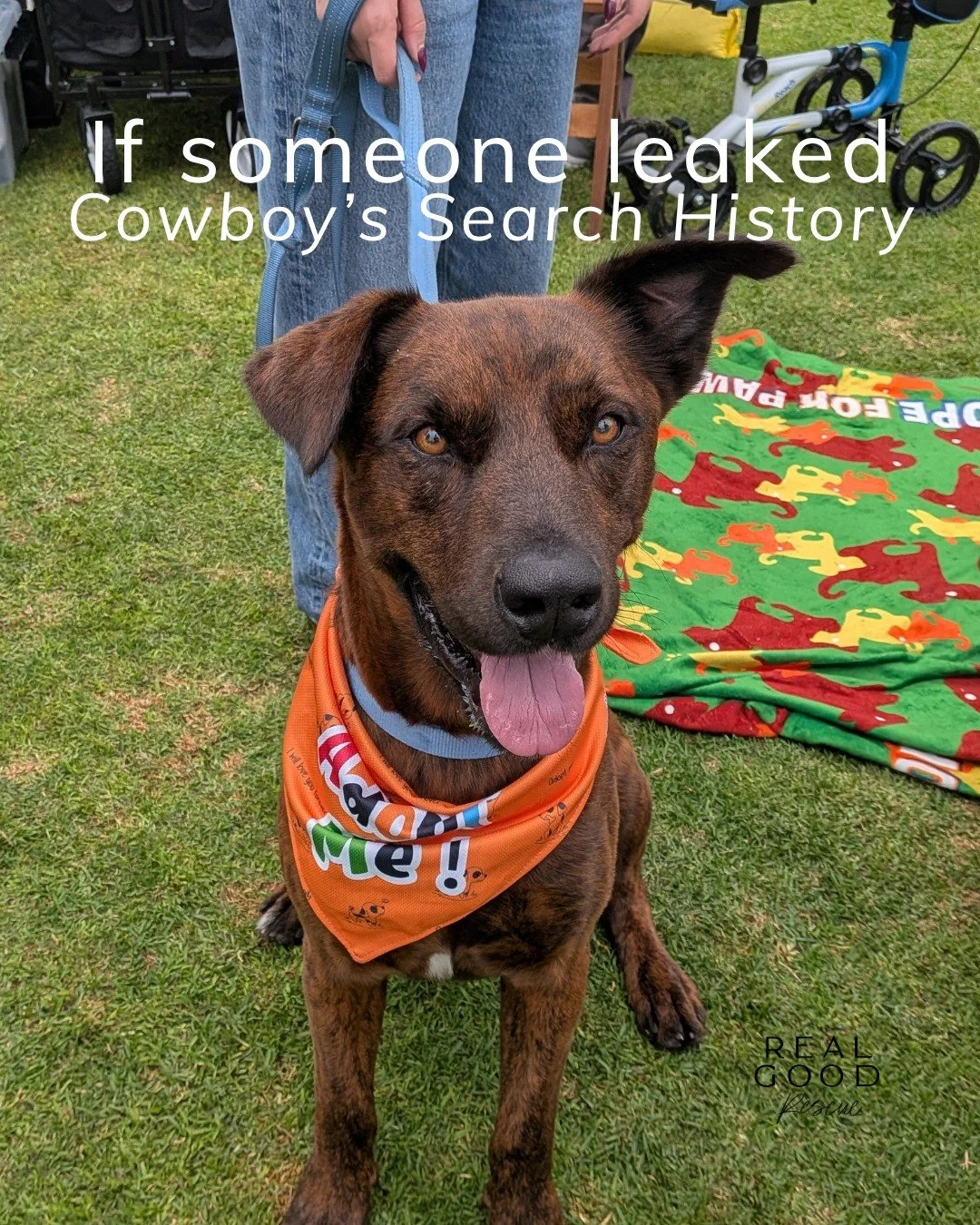 Meet Cowboy 🤠💛

Once a scared pup found alone in an apple orchard, now a goofy, gentle, 67-lb lovebug ready for his forever home.

Cowboy is all heart, playful, loyal, and happiest when he&rsquo;s adventuring with his people (or cuddled up after).
