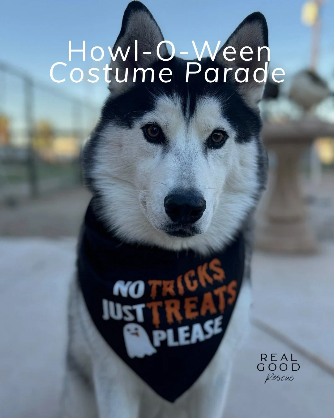 🎃 Happy Howl-o-ween from the Real Good gang! 👻

Dakota, Birdie, Rita, and Leo have officially traded their leashes for costumes &mdash; and honestly, we think they nailed it.

From Dakota&rsquo;s &ldquo;too-cool-for-this&rdquo; model stare, to Bird