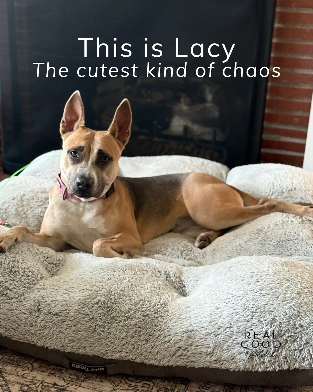 Meet Lacy 🐾
Two years old, 40 pounds of heart, and in need of a hero.

Lacy&rsquo;s journey hasn&rsquo;t been easy. She was found as a stray, scared and shut down, then placed on the euthanasia list before Real Good Rescue stepped in to give her a s