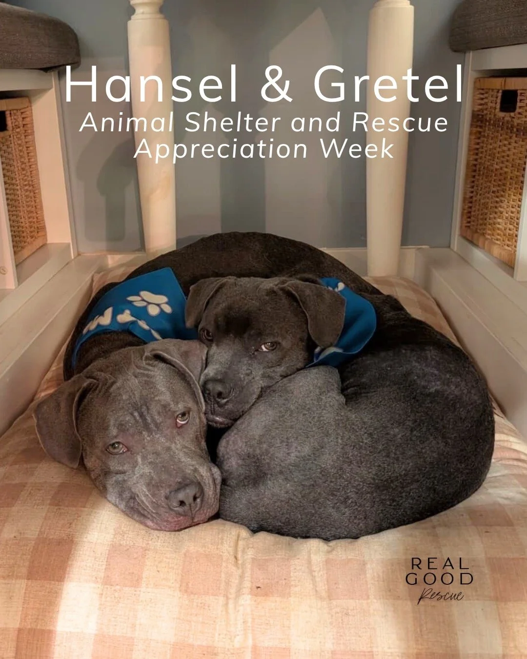Meet Hansel &amp; Gretel: Two little survivors who remind us exactly why rescue work matters. 💛

These siblings were found abandoned in a park, scared and alone. Thanks to incredible rescuers, volunteers, and fosters, they&rsquo;re now safe, loved, 