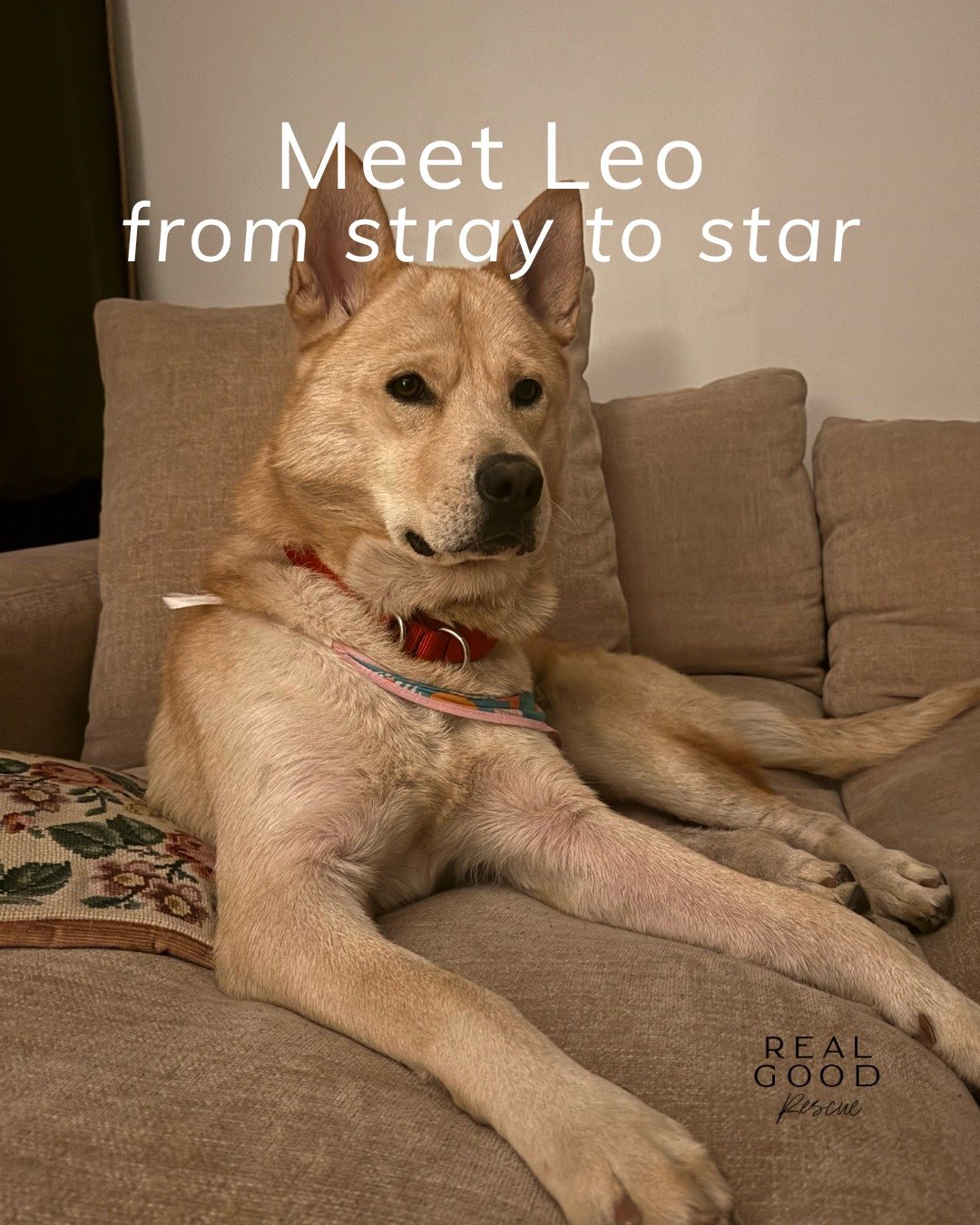 From Shelter Stray to Loved Leo ✨

When Leo (fka Jake) was found running through Koreatown, he had no collar, no microchip, and skin that showed how tough life on the streets had been. After a short stay at the shelter, a kind foster opened their hom