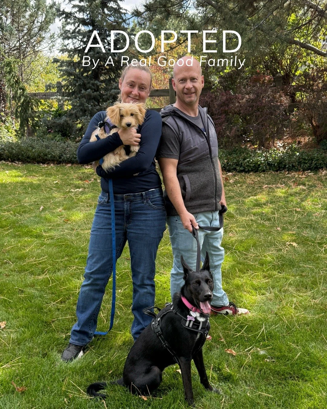 Wallaby&rsquo;s adopted! 🐾💛

From a shy, cautious girl to a confident, cuddly sidekick, Wallaby&rsquo;s journey has been pure magic. She came to us unsure of the world &mdash; nervous on walks, timid with new people, and still learning to trust tha