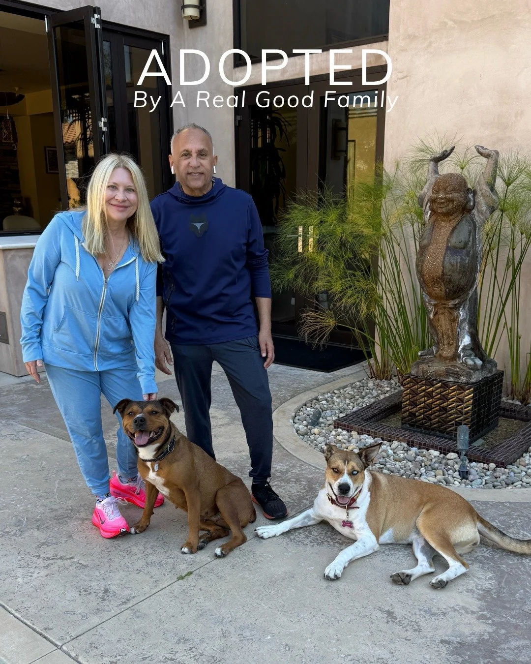 Bijou found her forever home! 🎉

Her story began under a porch, scared, pregnant, and searching for safety. 💛

Thanks to one kind neighbor and our amazing foster team, this gentle mama got the soft landing she deserved. She raised her seven perfect