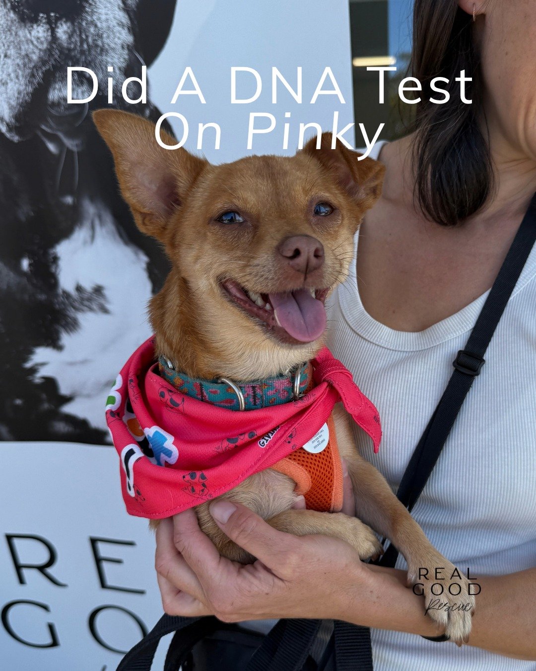 Meet Pinky Tuscadero: the 8-pound queen of second chances. 💗

This tiny icon was moments away from losing her shot at life when a kind volunteer and vet team stepped in to save her. After her hernia surgery, spay, and soon a sparkly new smile, Pinky