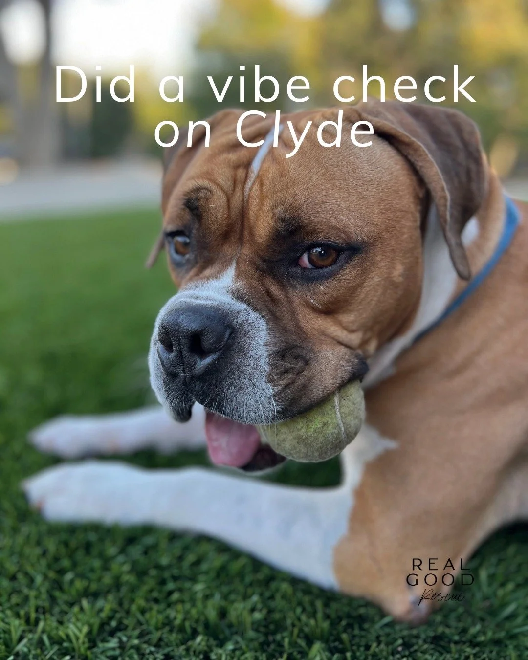 Meet Clyde: the gentlest soul with a heart of gold 💙

After being found tied to a pole and left behind, Clyde could&rsquo;ve given up. But he didn&rsquo;t. Even after everything, he&rsquo;s stayed calm, kind, and endlessly forgiving &mdash; winning 