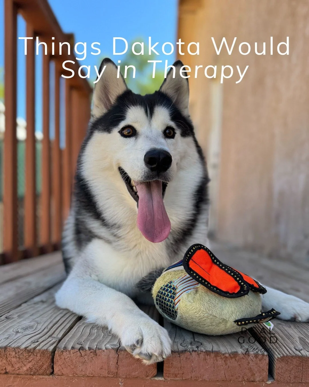 💙 Meet Dakota: the dramatic, high-energy husky king of good vibes.

He&rsquo;s everything you expect from a husky (and then some): talkative, goofy, dramatic in the best way, and happiest when he&rsquo;s running, playing, or convincing you that fetc
