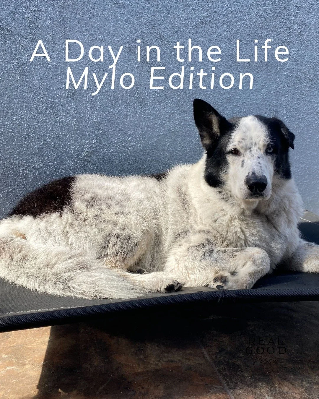 Meet Mylo: the 70-lb cuddle bear who&rsquo;s survived more than most, but still greets the world with the sweetest smile. 💛

Mylo is crate trained, house trained, amazing in the car, great on leash, and happiest just hanging out with his people. He 