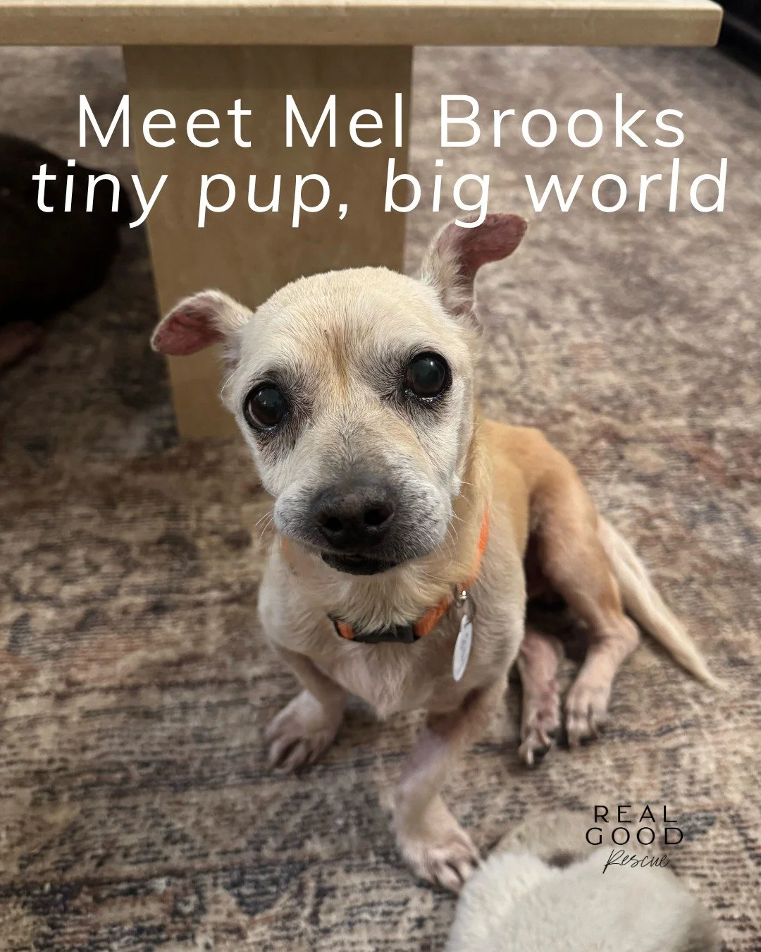 Meet Mel Brooks 💛

This tiny 10-year-old Chiweenie&rsquo;s journey almost ended before it began, just 9 days in the shelter before appearing on the euthanasia list. But love stepped in, and now he&rsquo;s thriving in his foster home, showing off his