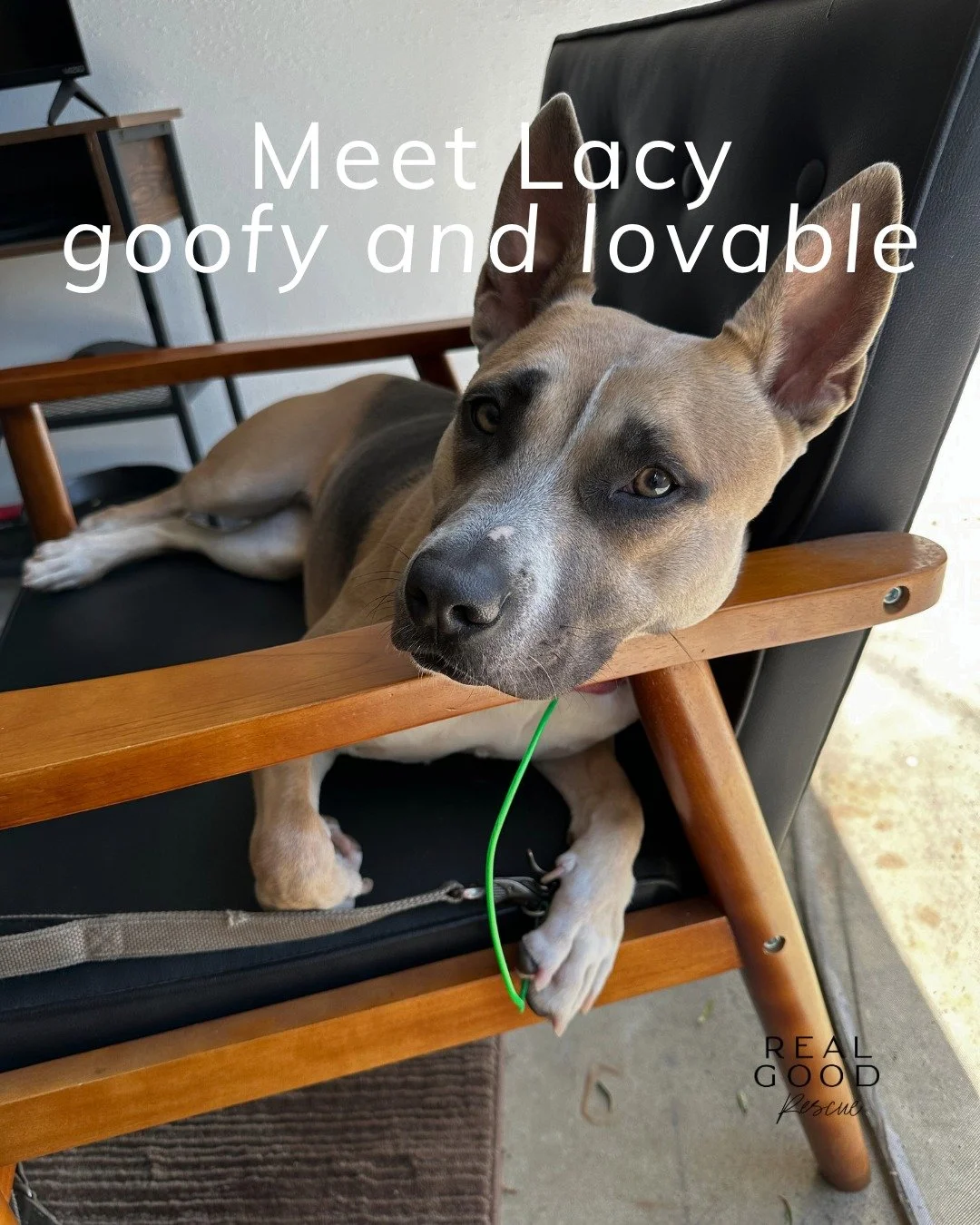Meet Lacy 💛

This 2-year-old Staffordshire mix has been through a lot, but her heart is full of love. From the shelter to foster care, she&rsquo;s learning about the world, gaining confidence, and showing just how smart, curious, and affectionate sh