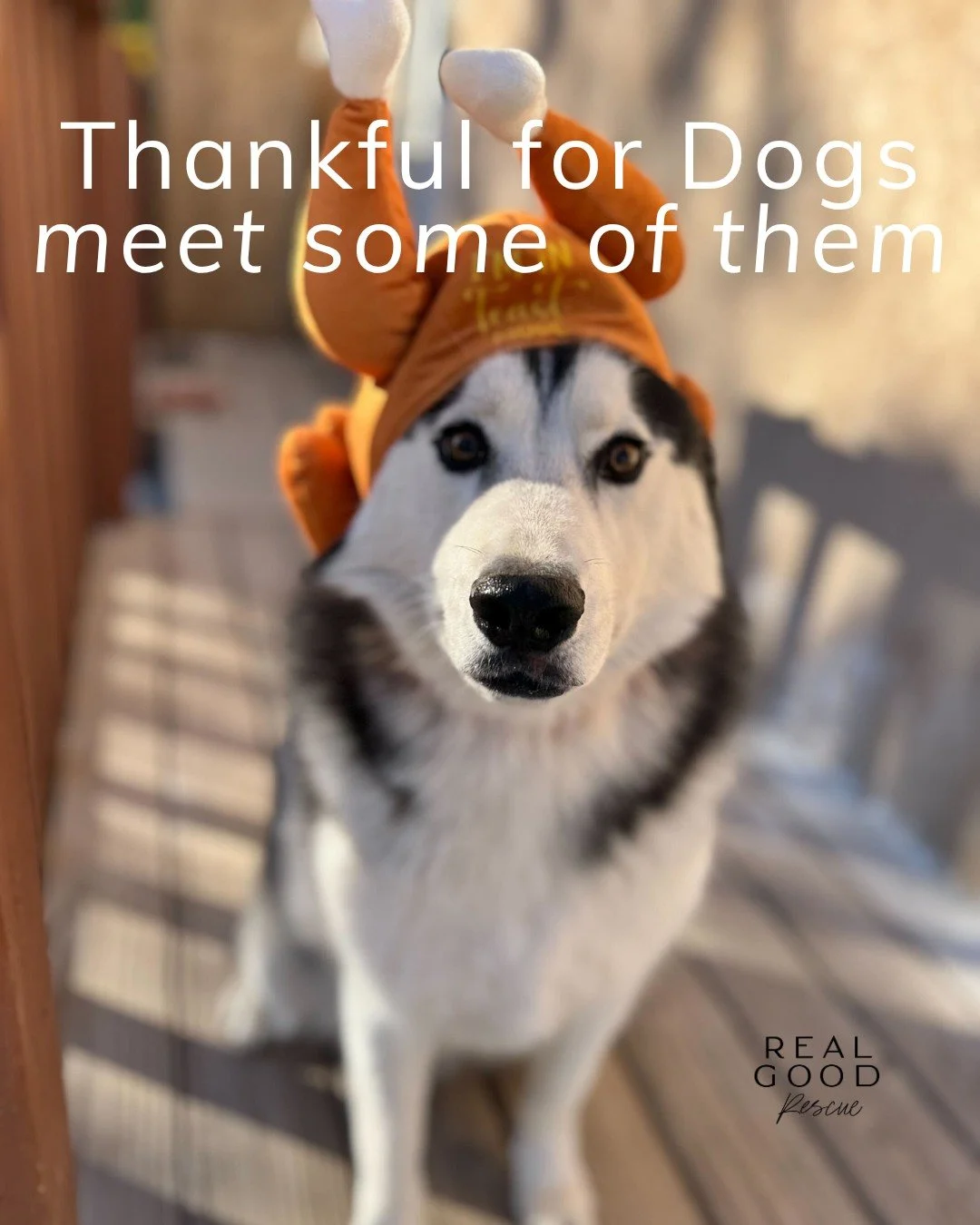🍁🐾 Thankful for Dogs 🐾🍁

This Thanksgiving, we&rsquo;re celebrating the joy, love, and laughter our four-legged friends bring into our lives. From snuggles on the couch to playful zoomies in the yard, they make every day brighter and remind us of