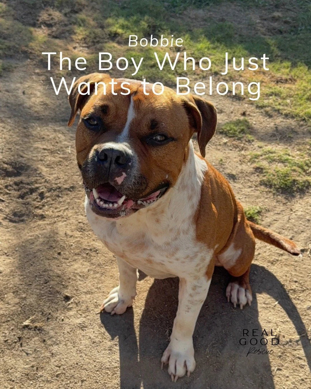 The lowrider with the biggest heart 💛

Bobbie was abandoned on the street, but you&rsquo;d never know it from the way he leans all 73 lbs into you like he&rsquo;s trying to make up for every moment he went without love. He&rsquo;s a stocky little lo