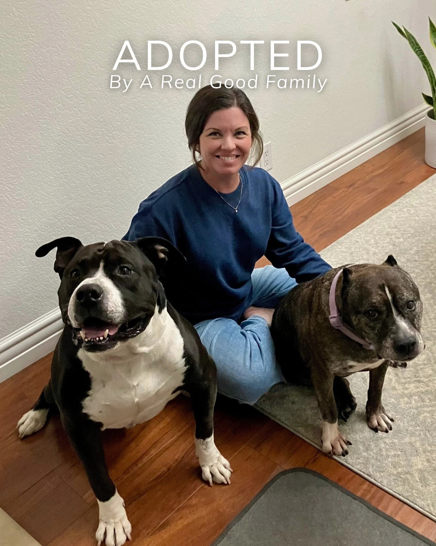 Wyatt is officially home! ✨

Wyatt had a long healing journey: multiple rounds of antibiotics, endless vet visits, and months of care. Through it all, he remained goofy, mellow, affectionate, and full of heart.

And somewhere along the way&hellip; hi