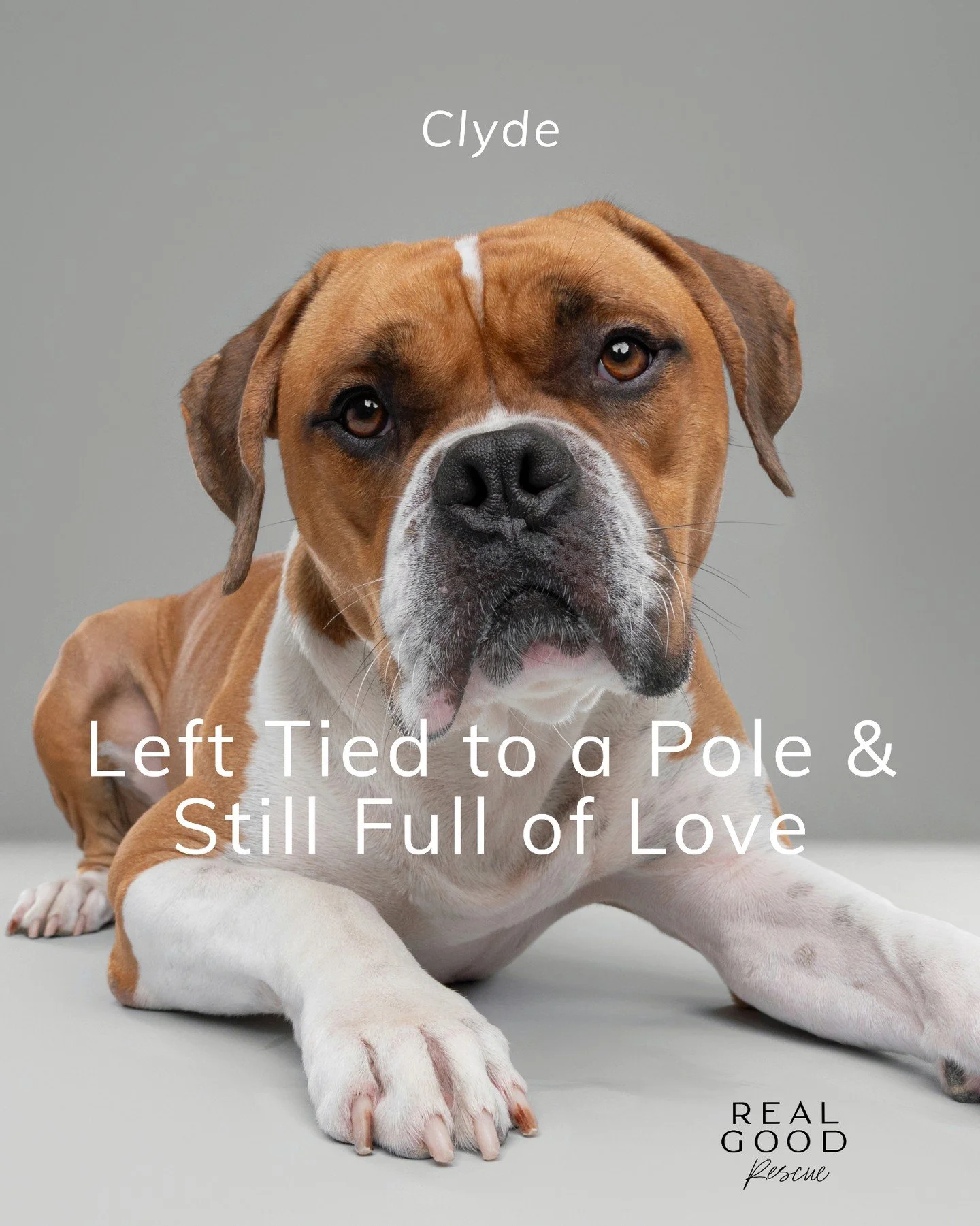 Clyde spent six months in the shelter after being found tied to a pole&hellip;

&hellip;But, somehow, he never let that hard start change his soft heart. He became the dog everyone quietly rooted for: gentle, grateful, easy to love, and always ready 