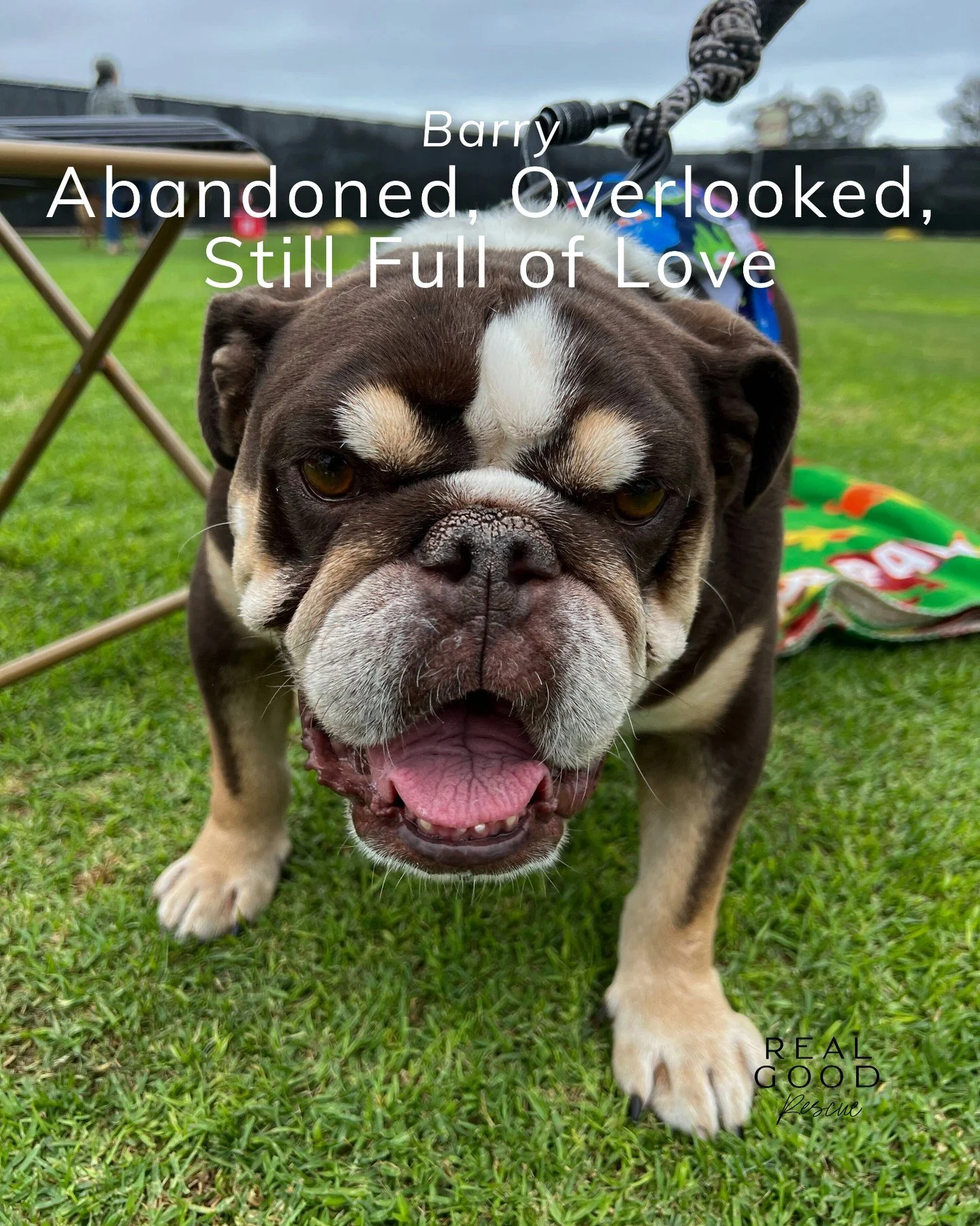 Barry&rsquo;s life is pure bulldog comedy wrapped around a giant heart. 🐾

Eight years old and full of bulldog charm, he&rsquo;s faced life&rsquo;s ups and downs but hasn&rsquo;t lost his goofy spirit or enormous heart. Full of endless charm and lov