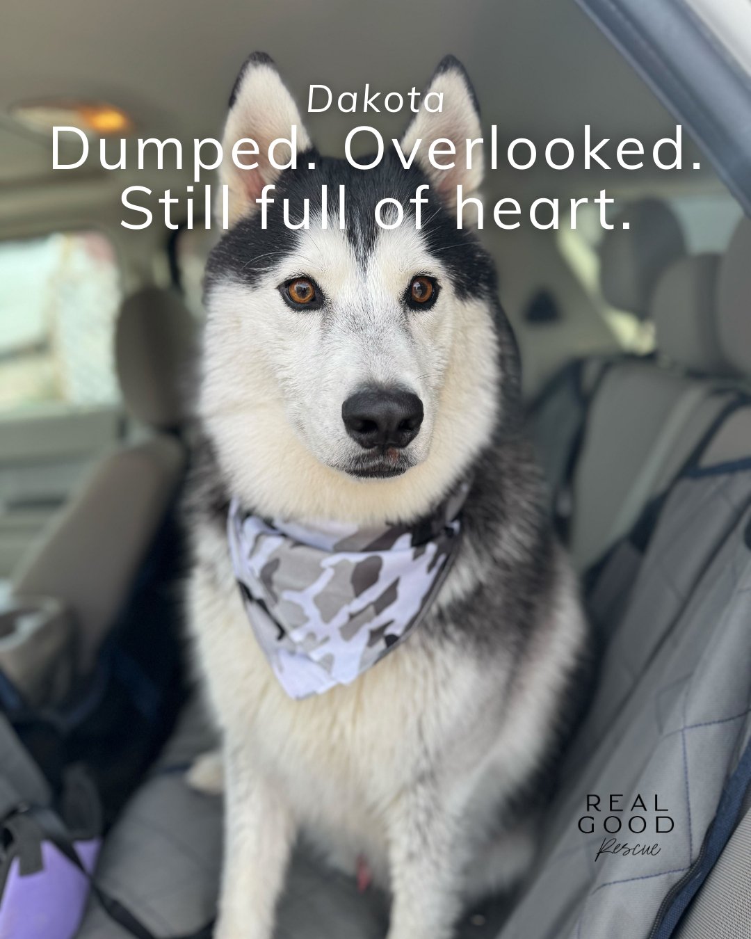 Dakota is a Full-Volume Husky With a Heart of Gold 🐾

Dakota didn&rsquo;t get the softest start. He was dumped and left behind, but he&rsquo;s made up for it with nothing but joy, energy, and love. This 51-lb husky is playful, dramatic in the most h